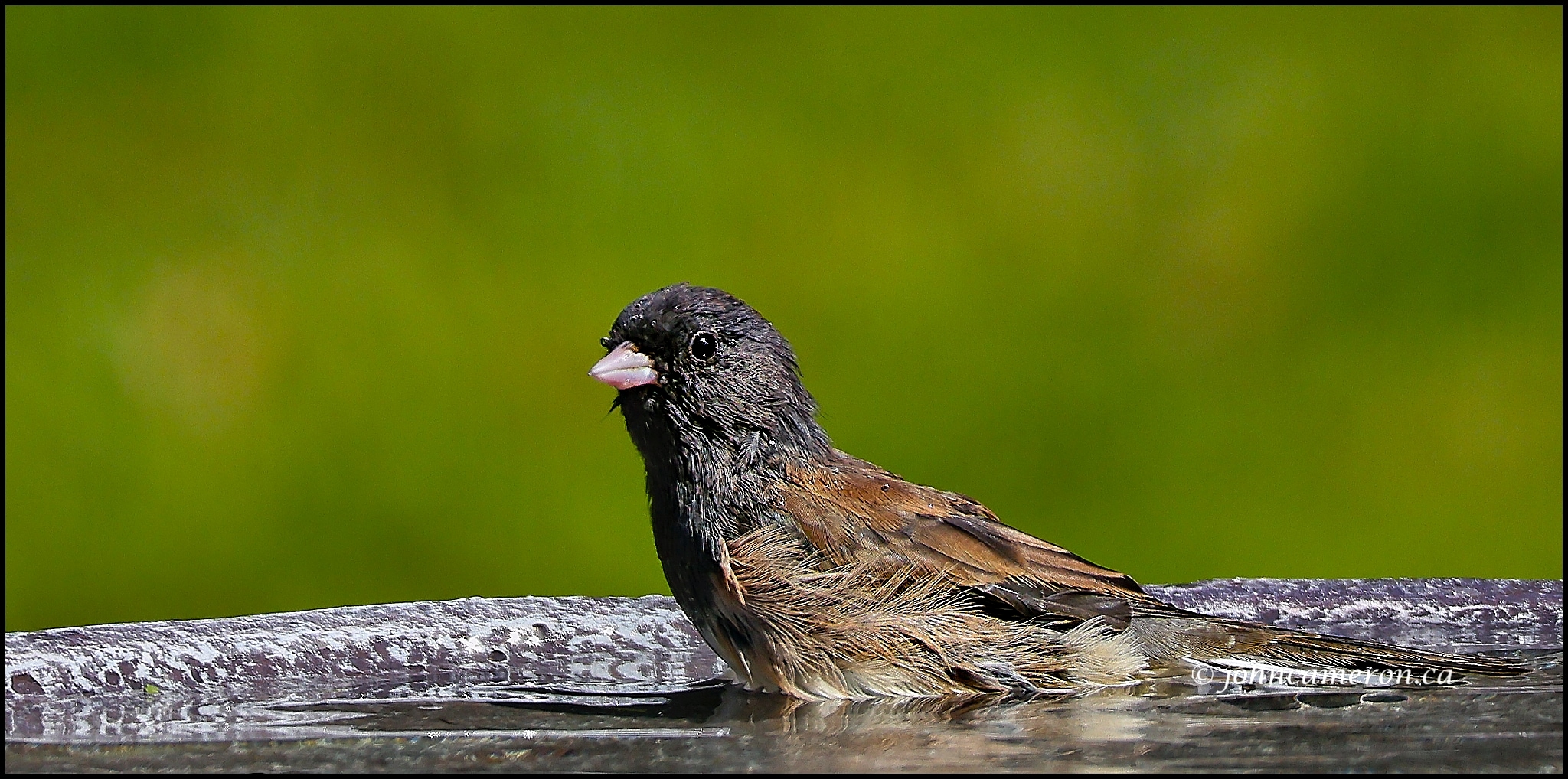 Spa Bird