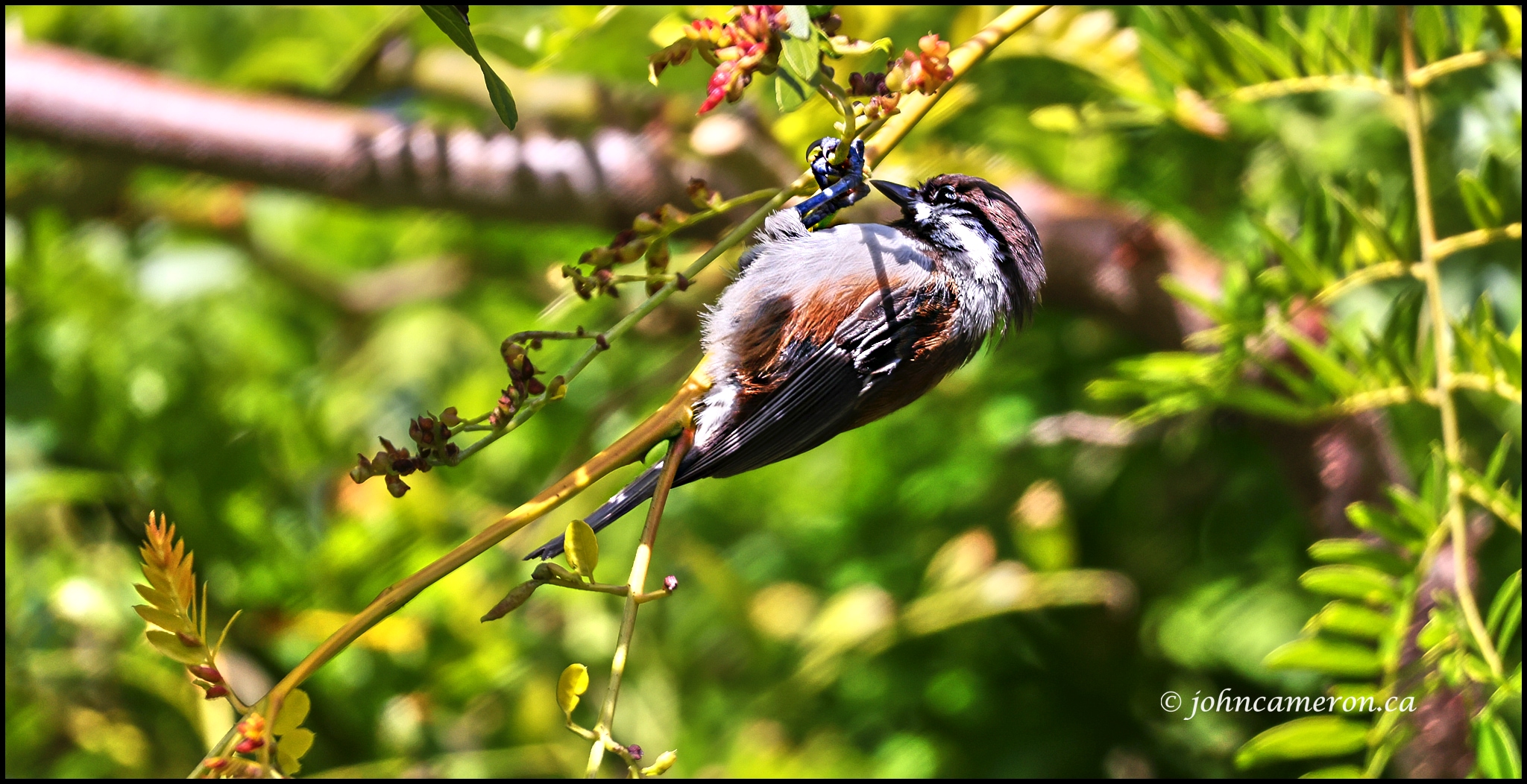 Acrobat