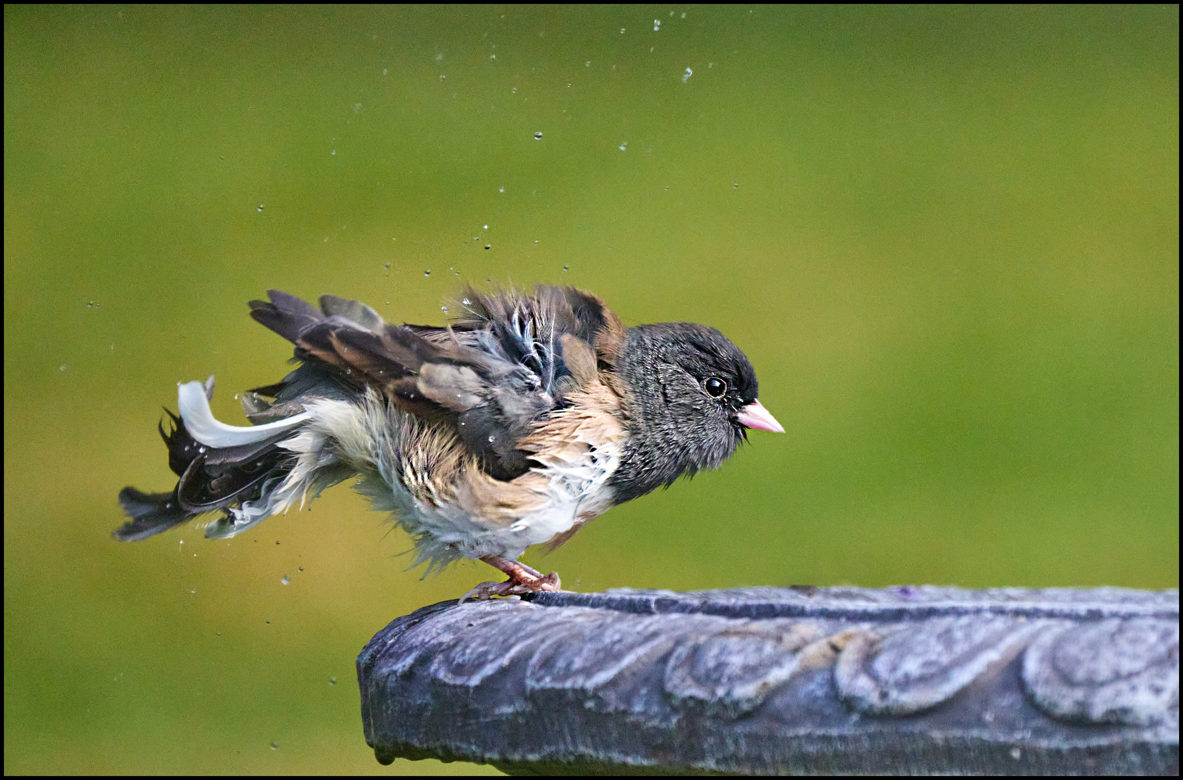 Splash
