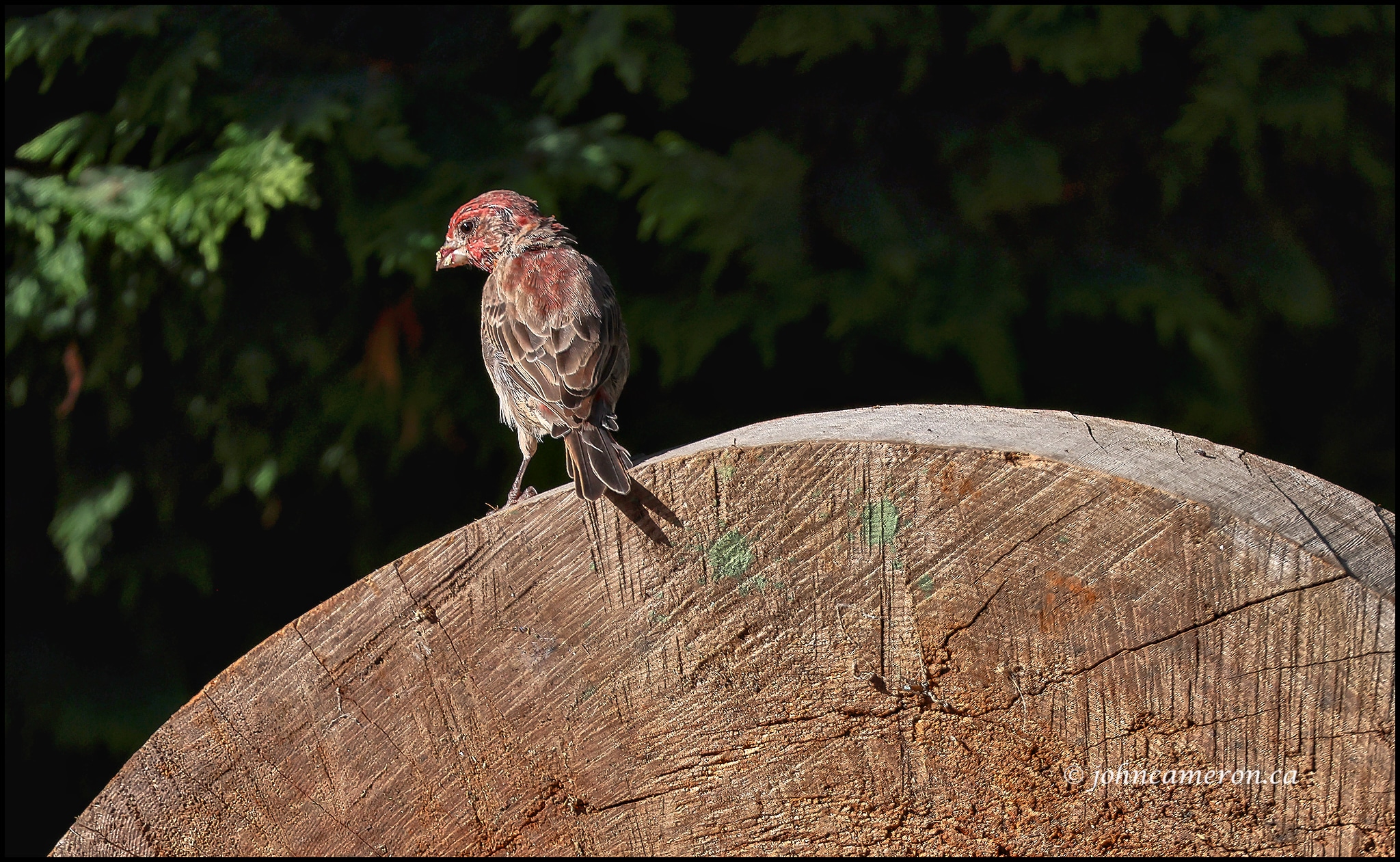 Finch 5