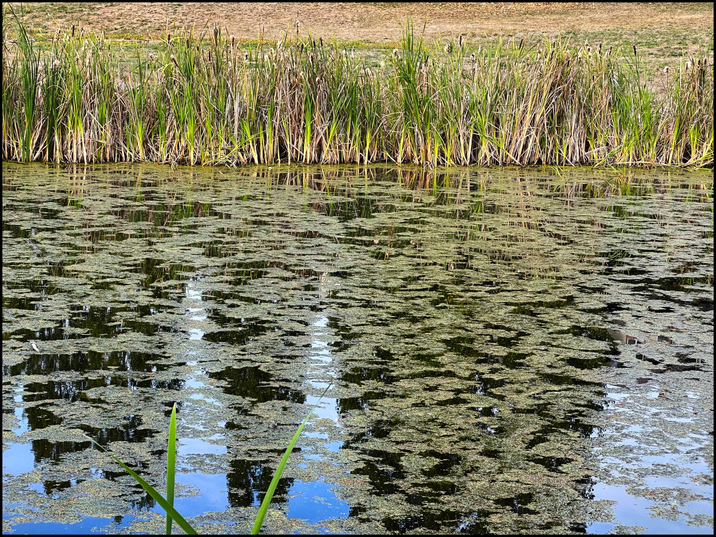 2 Ponds