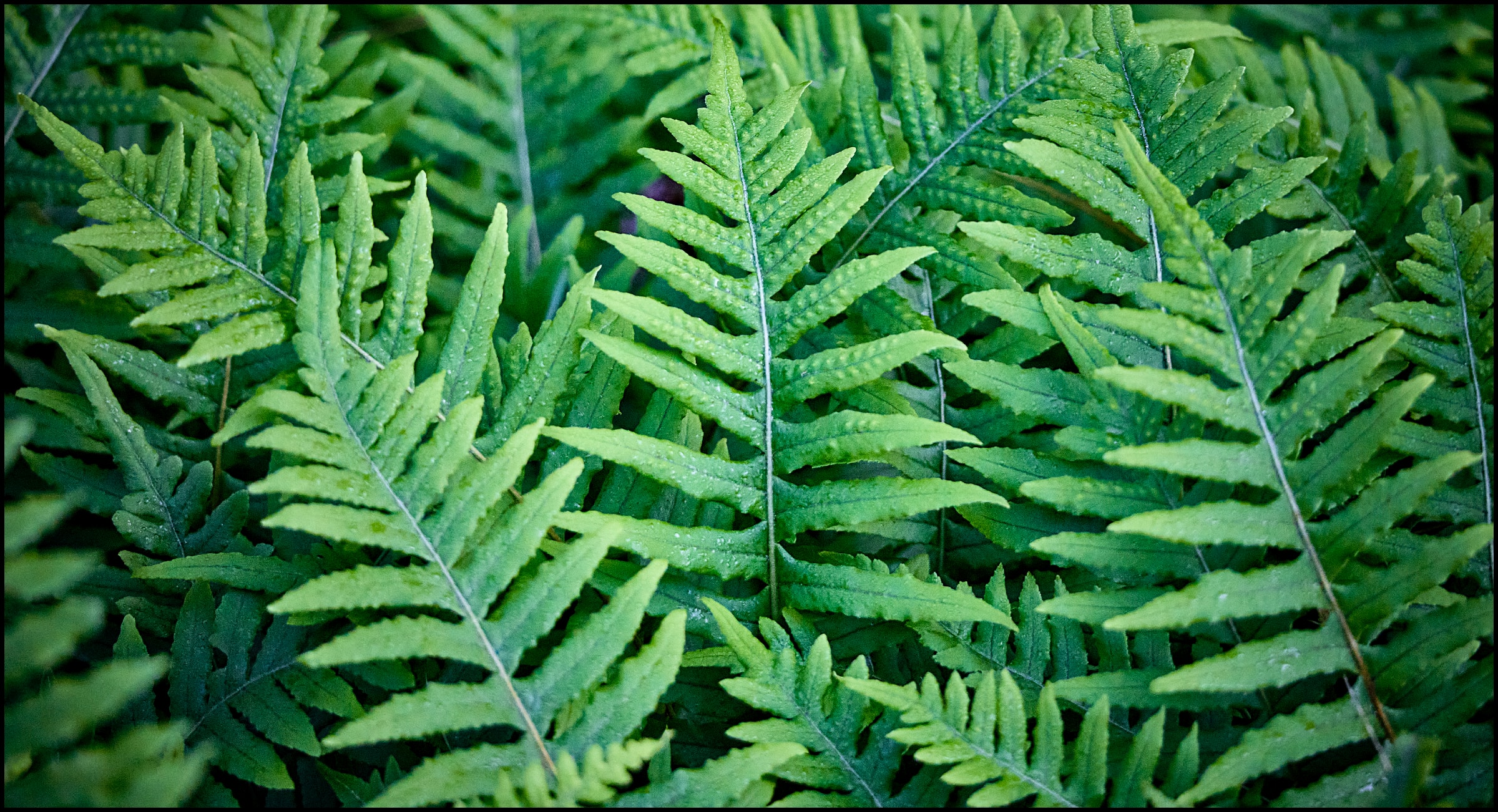 New Ferns