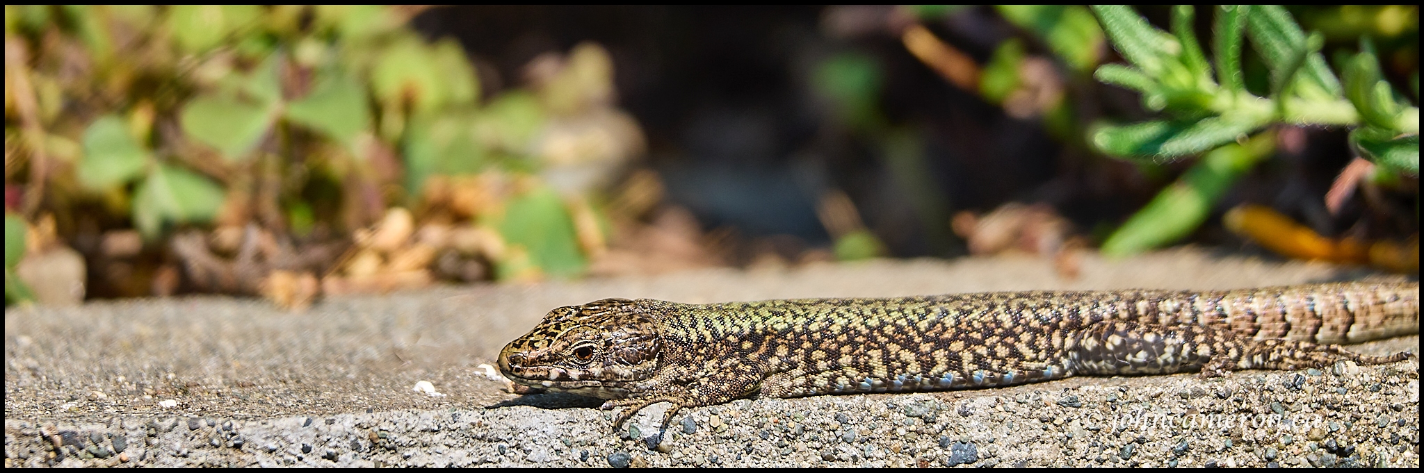 Lizard2