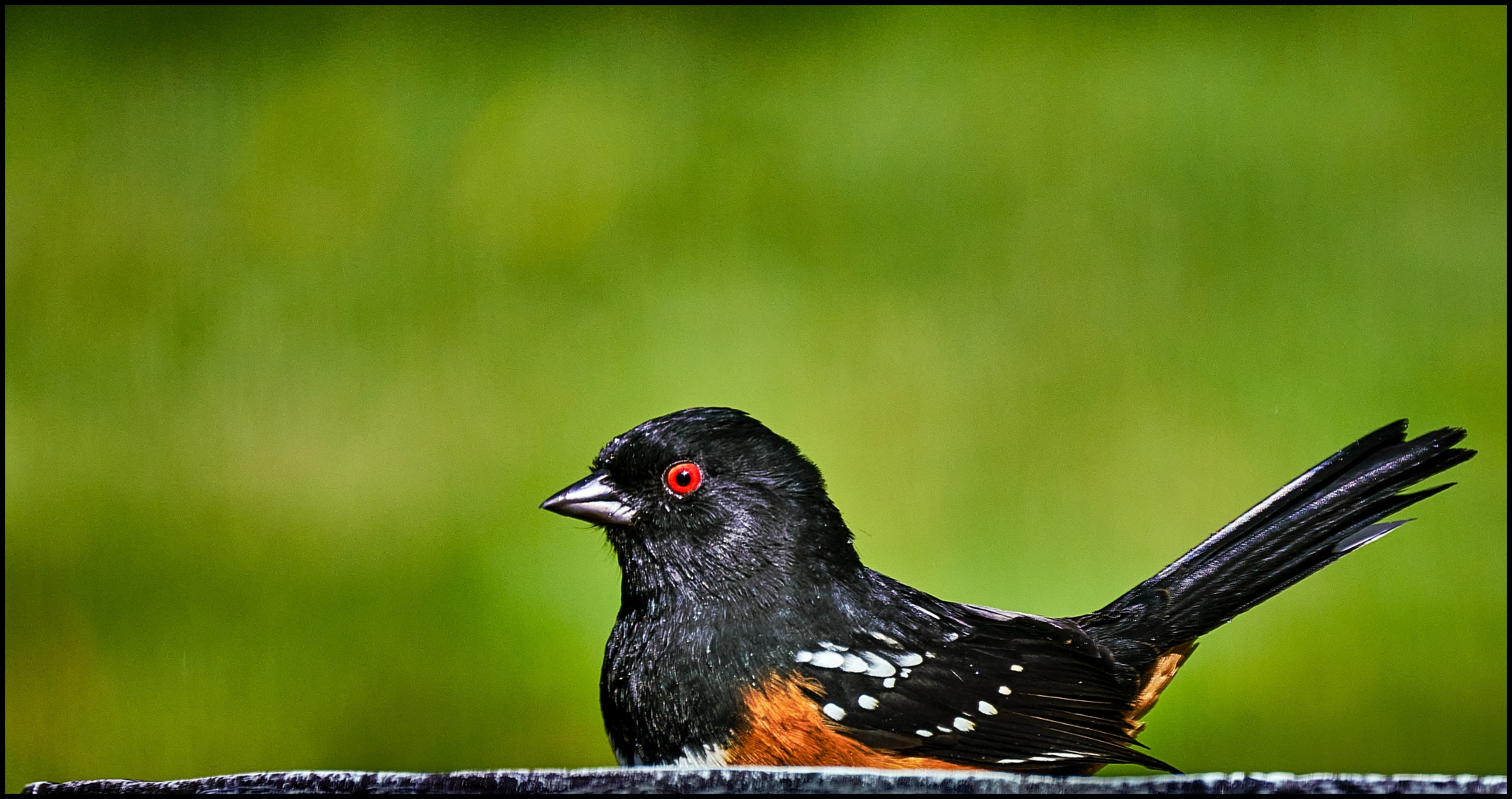 Red Eye