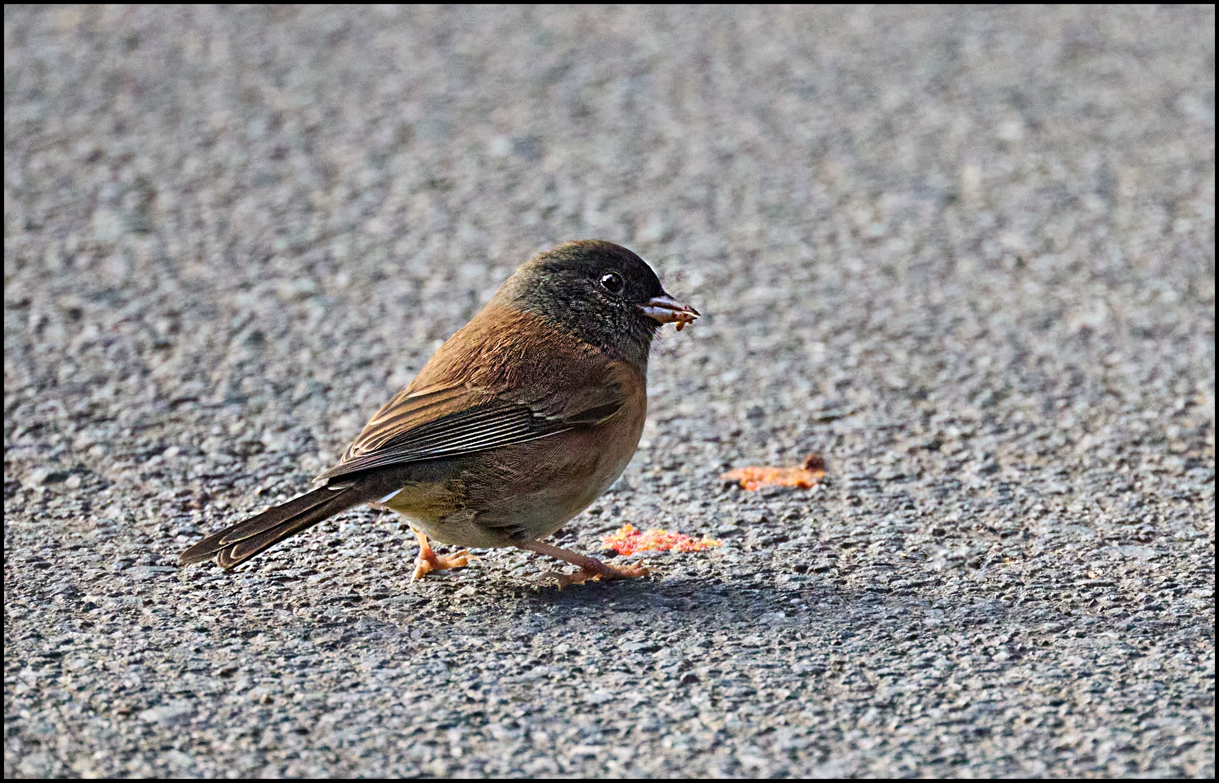 Road Junco