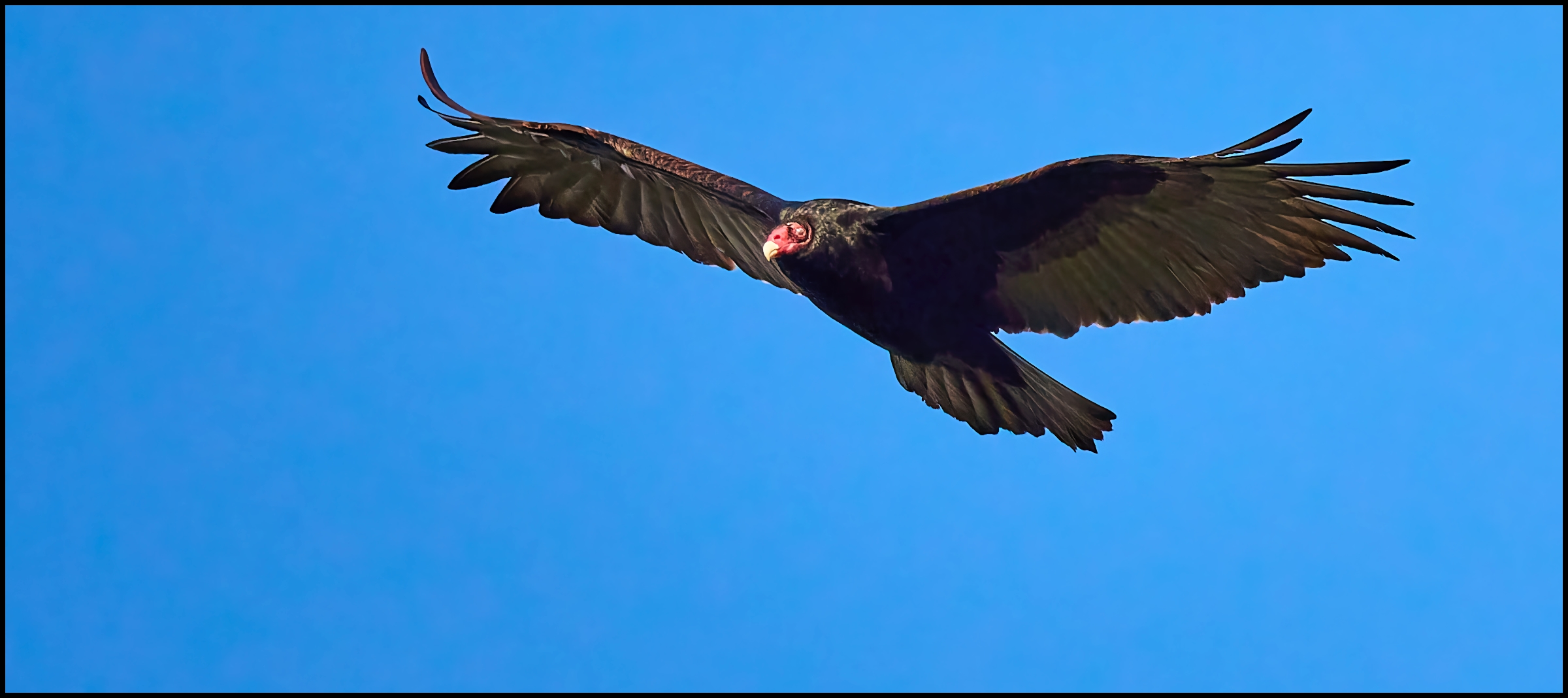 Vulture