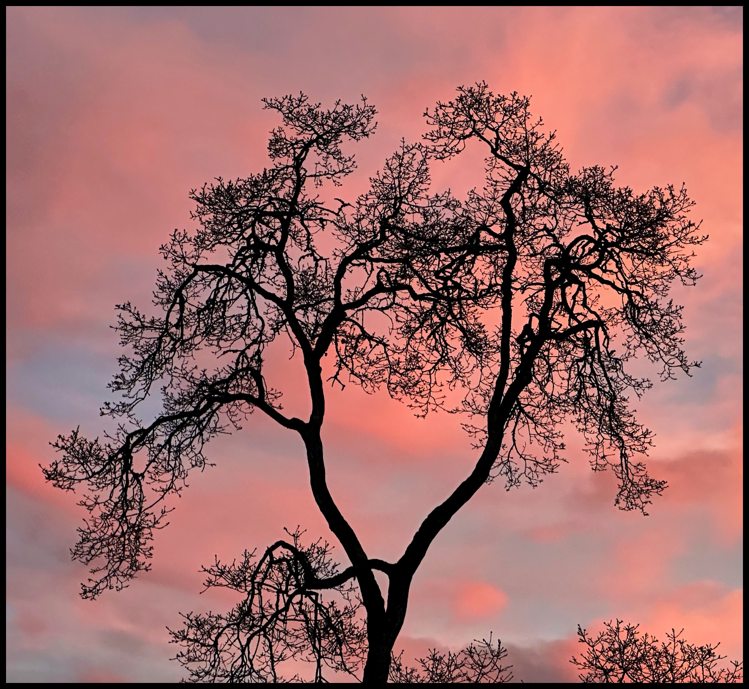 Tree at sunset (Feb) ©johncameron.ca