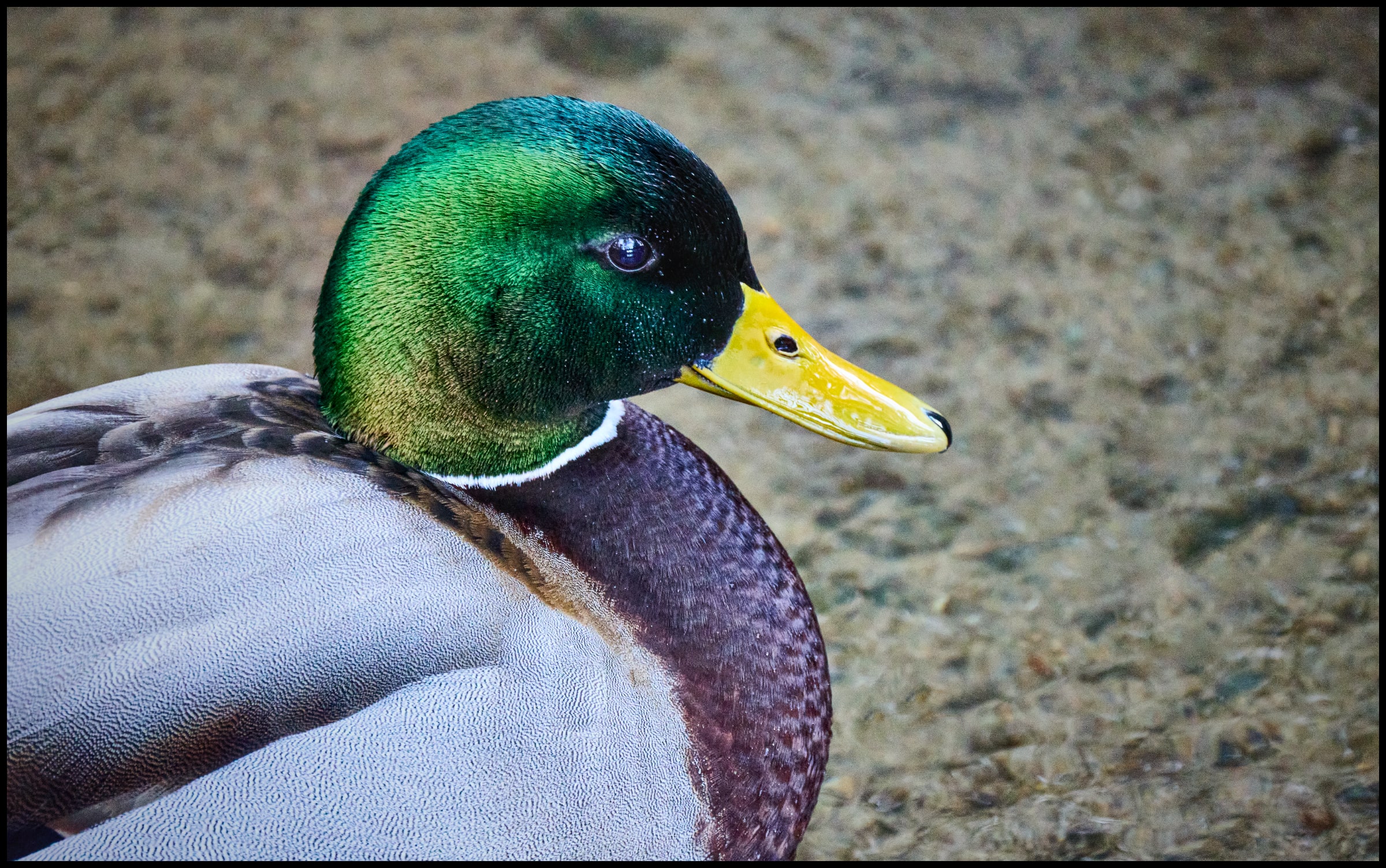 Mallard