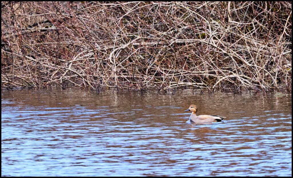 A swimmer in Beaver Lake, Saanich BC