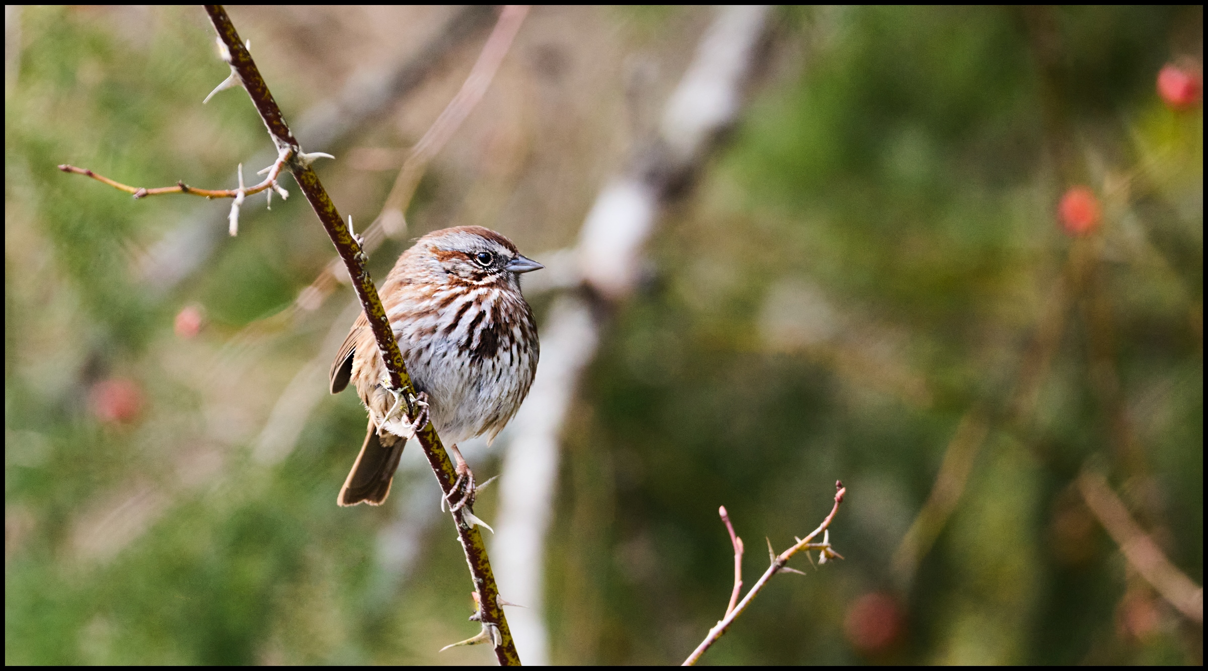 Song Sparrow