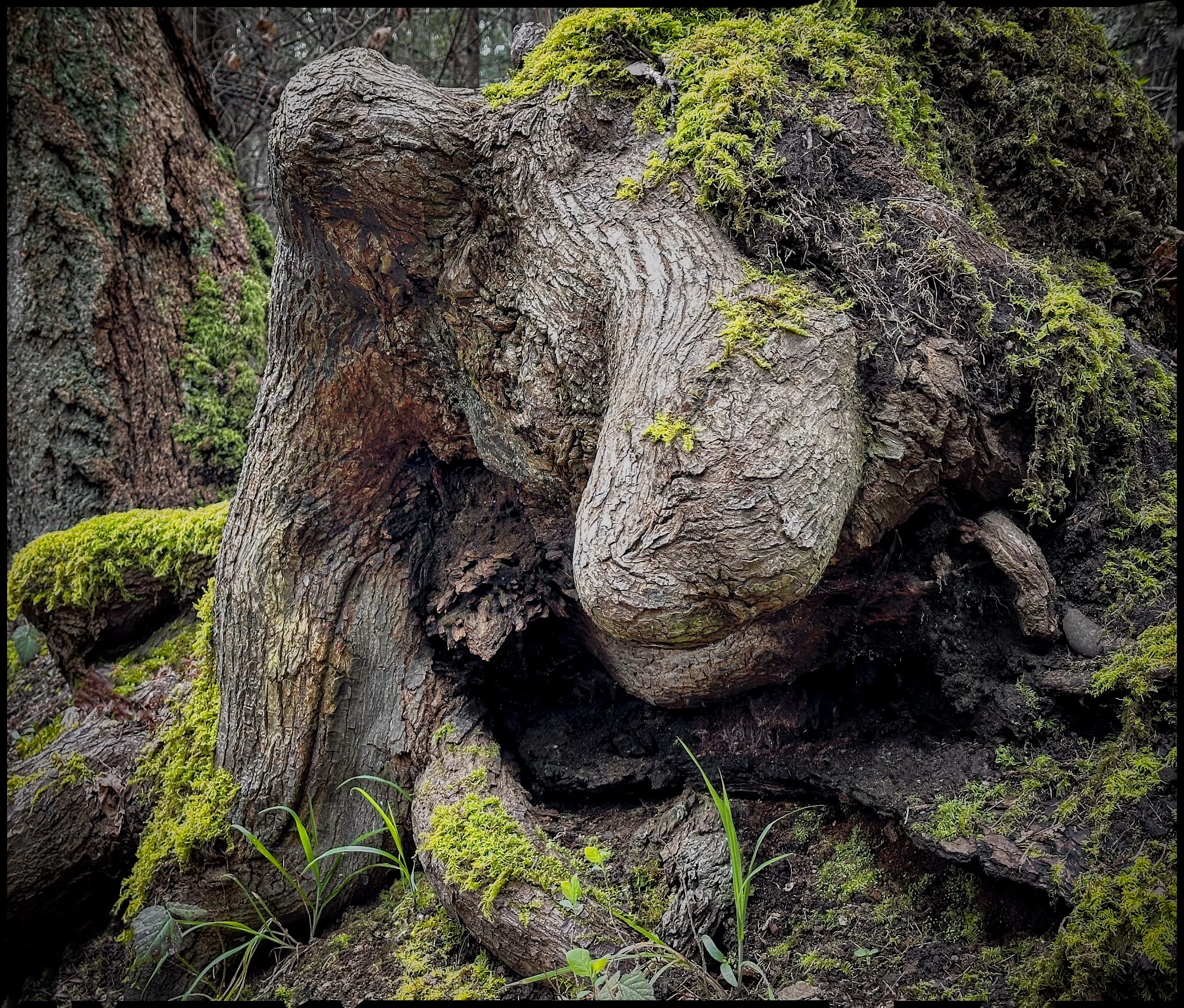 trailside monster emerges from tree-jc