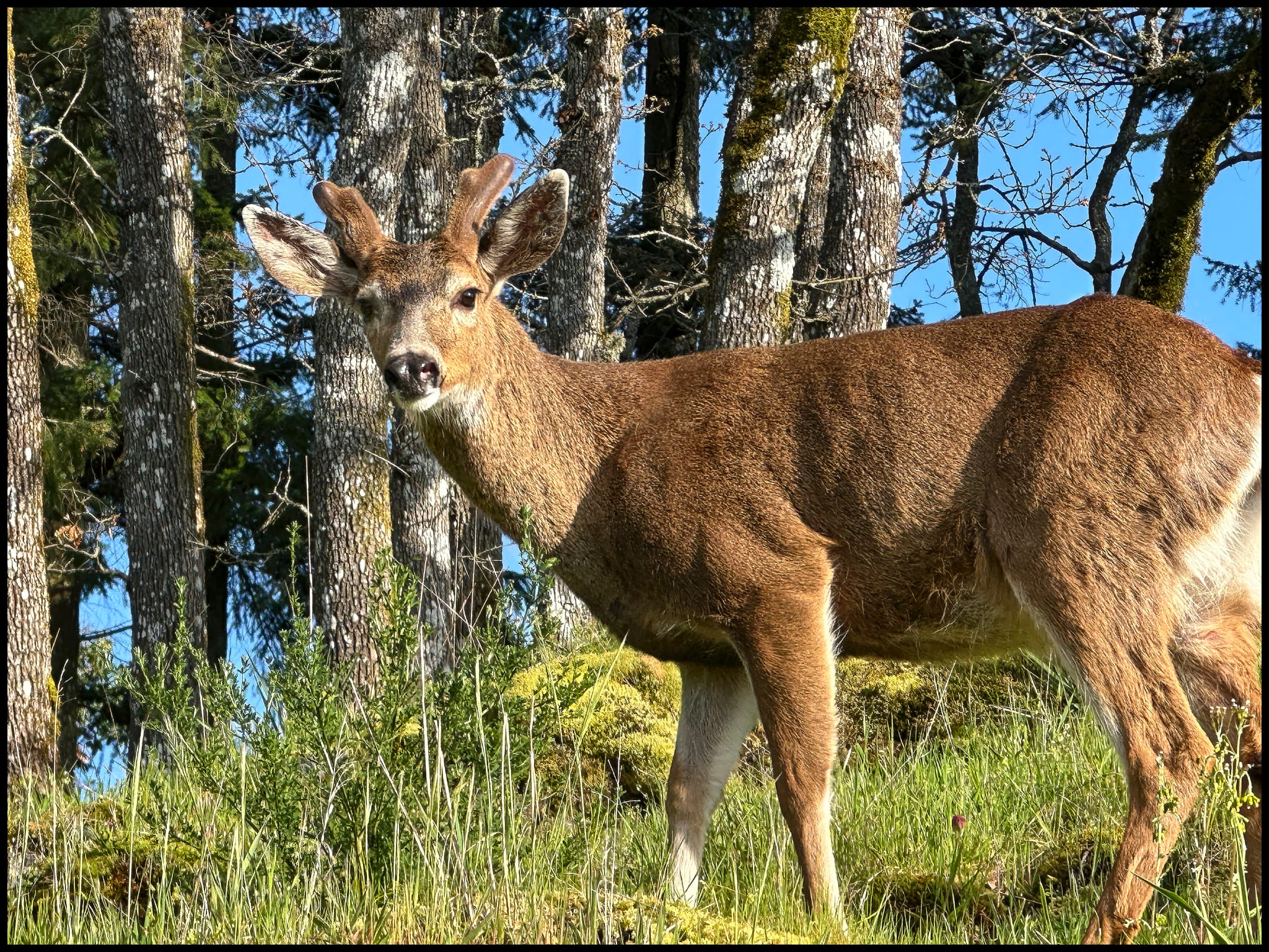 Morning Buck