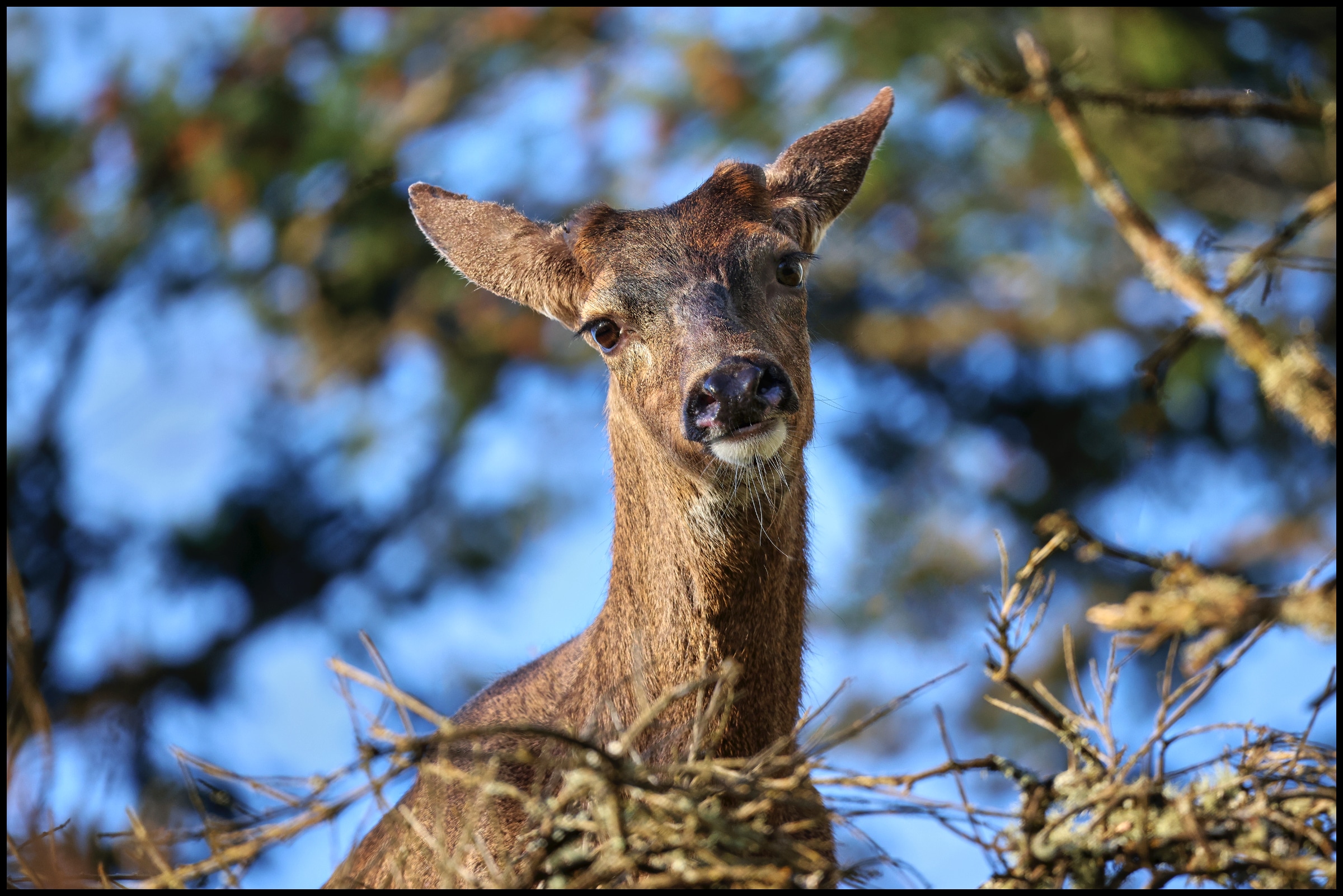 Morning deer looking down at photographer ©johncameron.ca