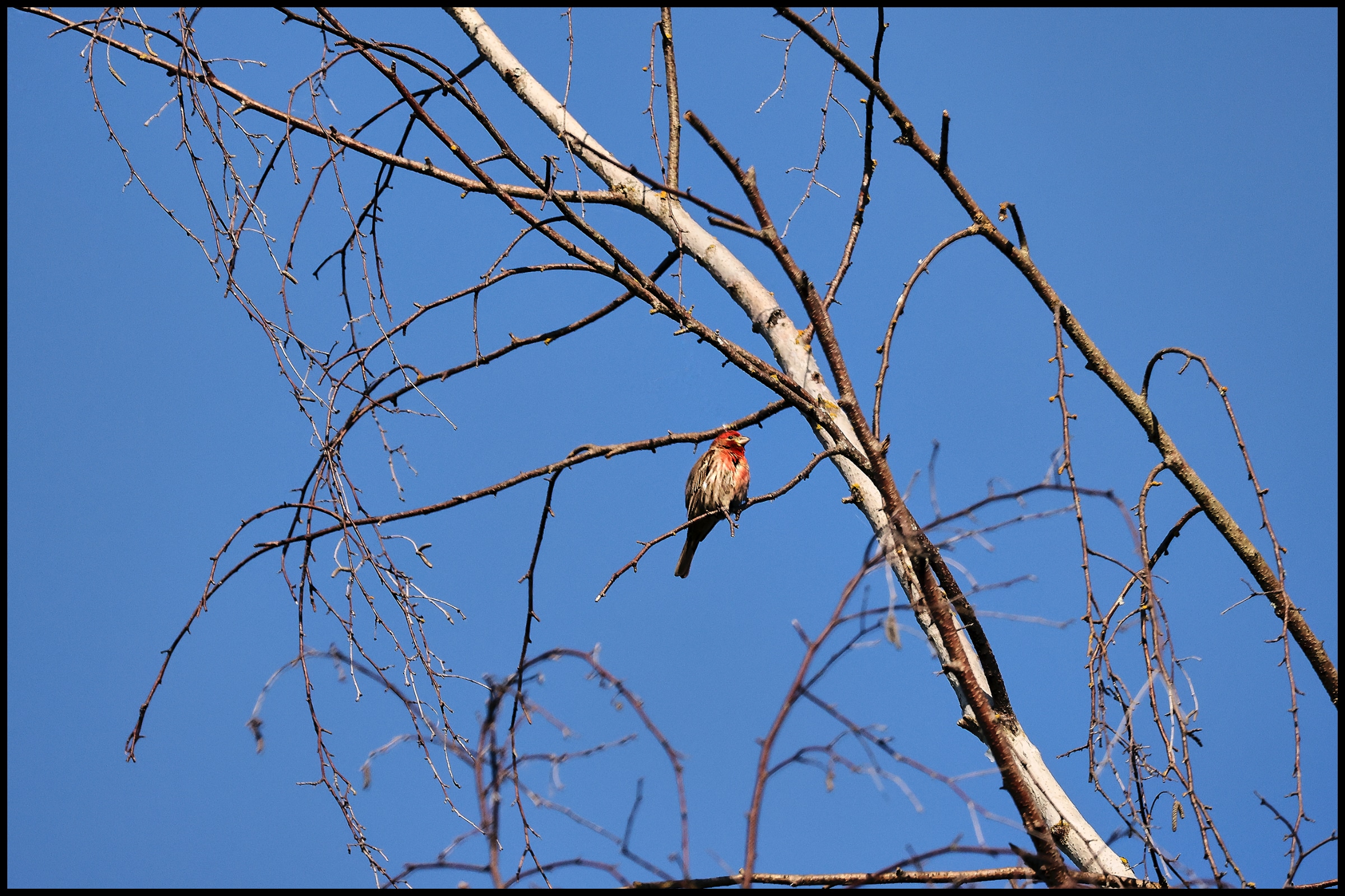 Small Bird