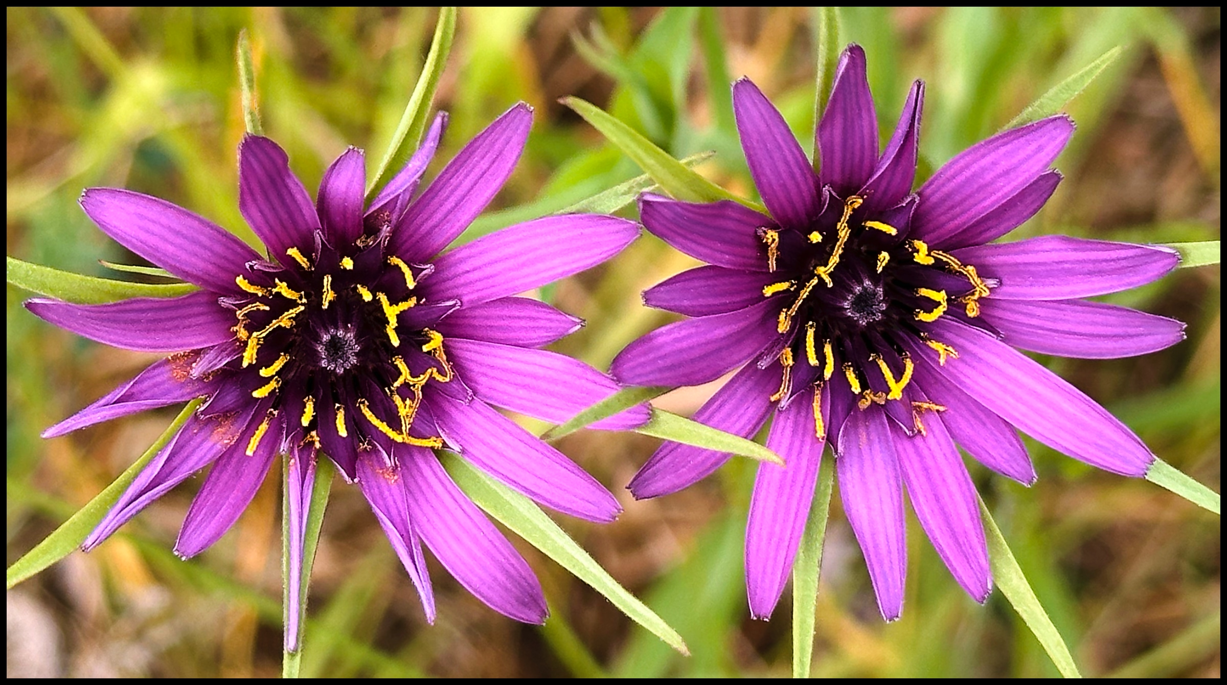 Salsify