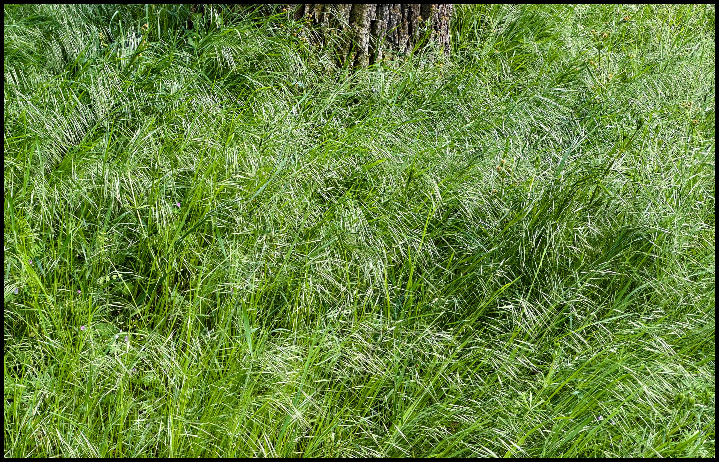 Greens