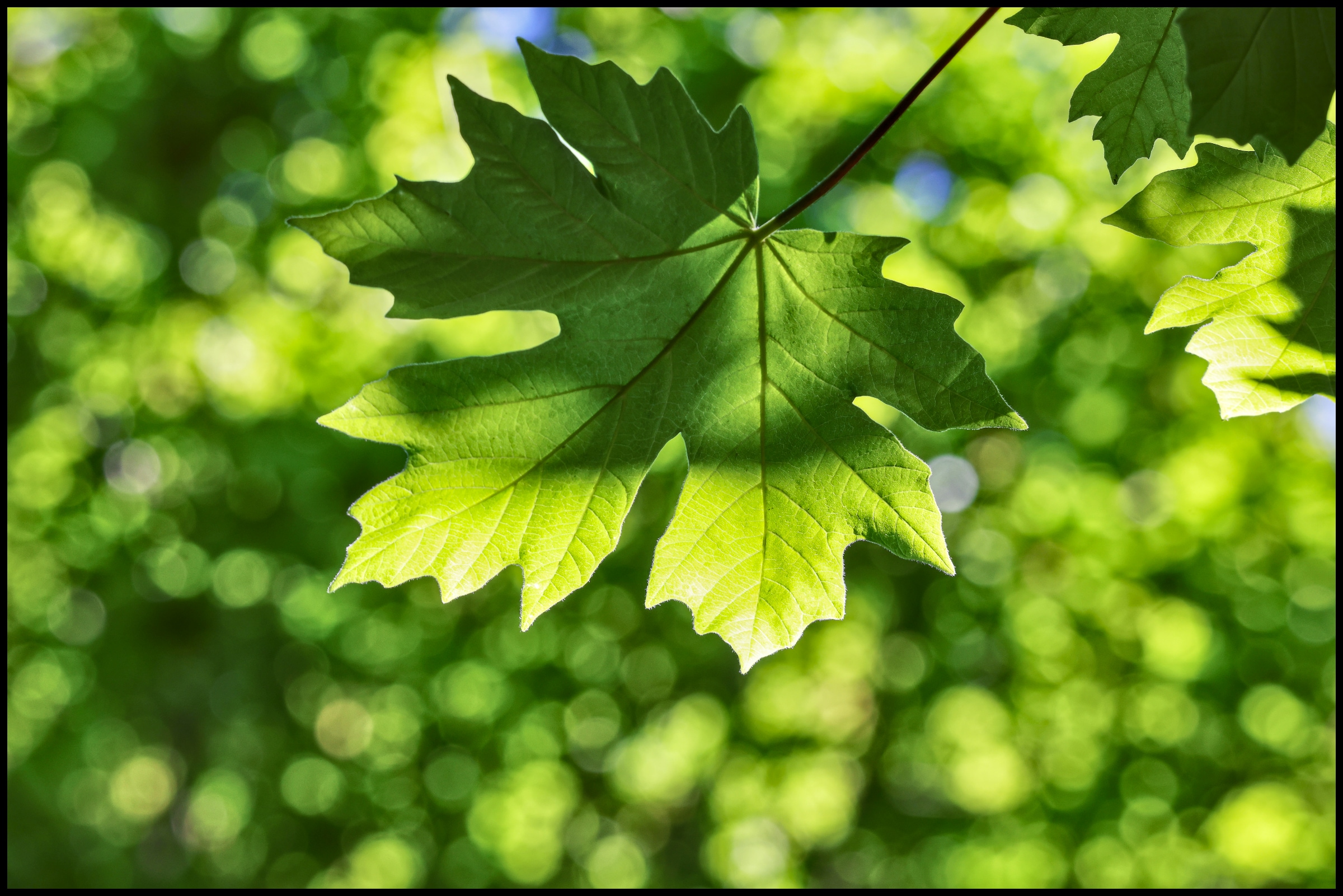 Maple