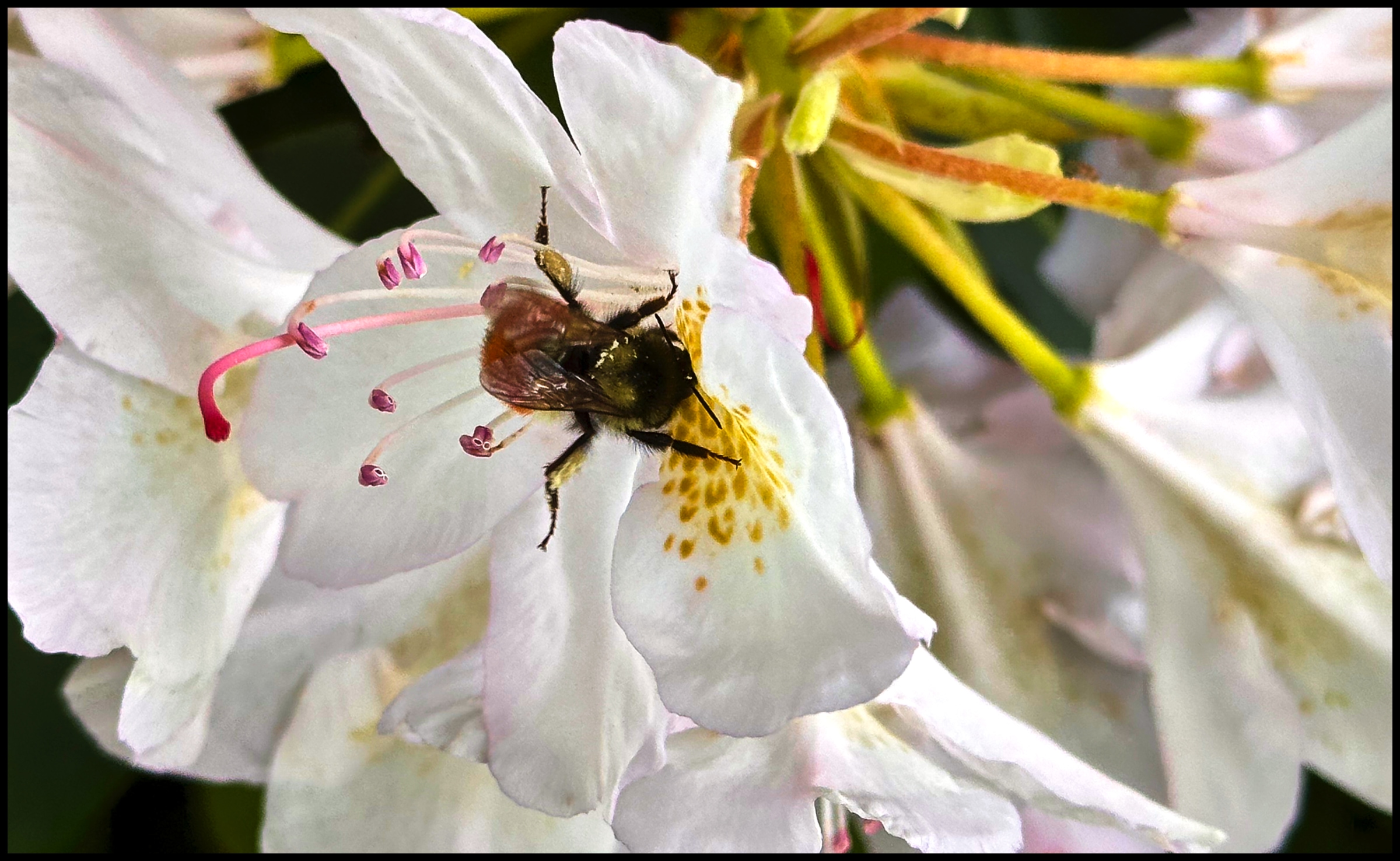 pollinator
