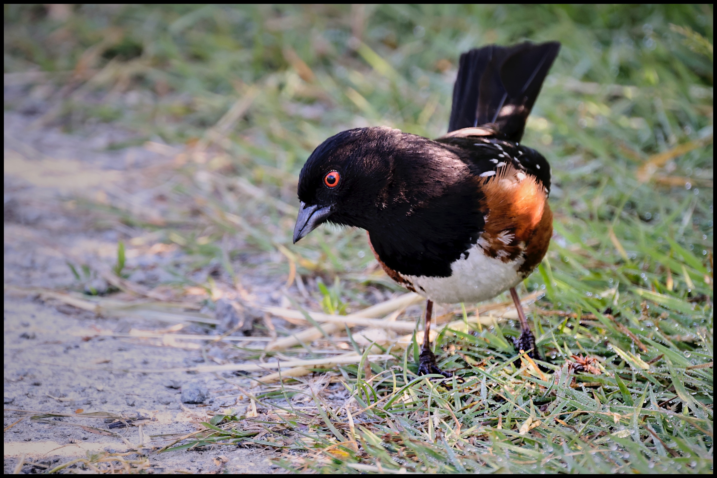 Towhee