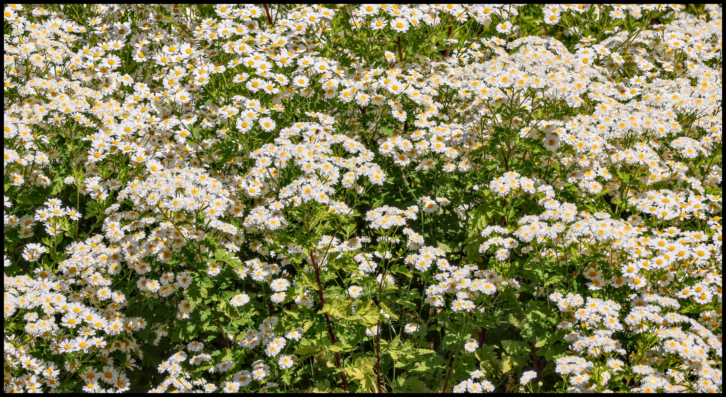 Daisies