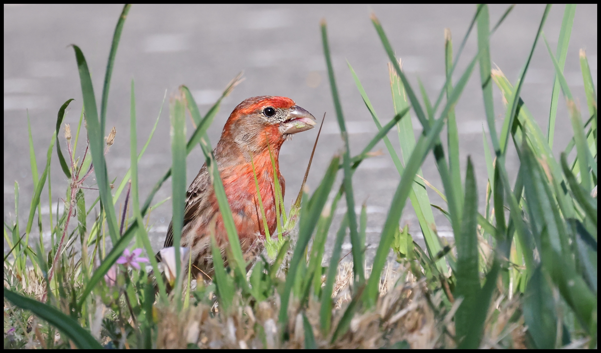 Finch 6