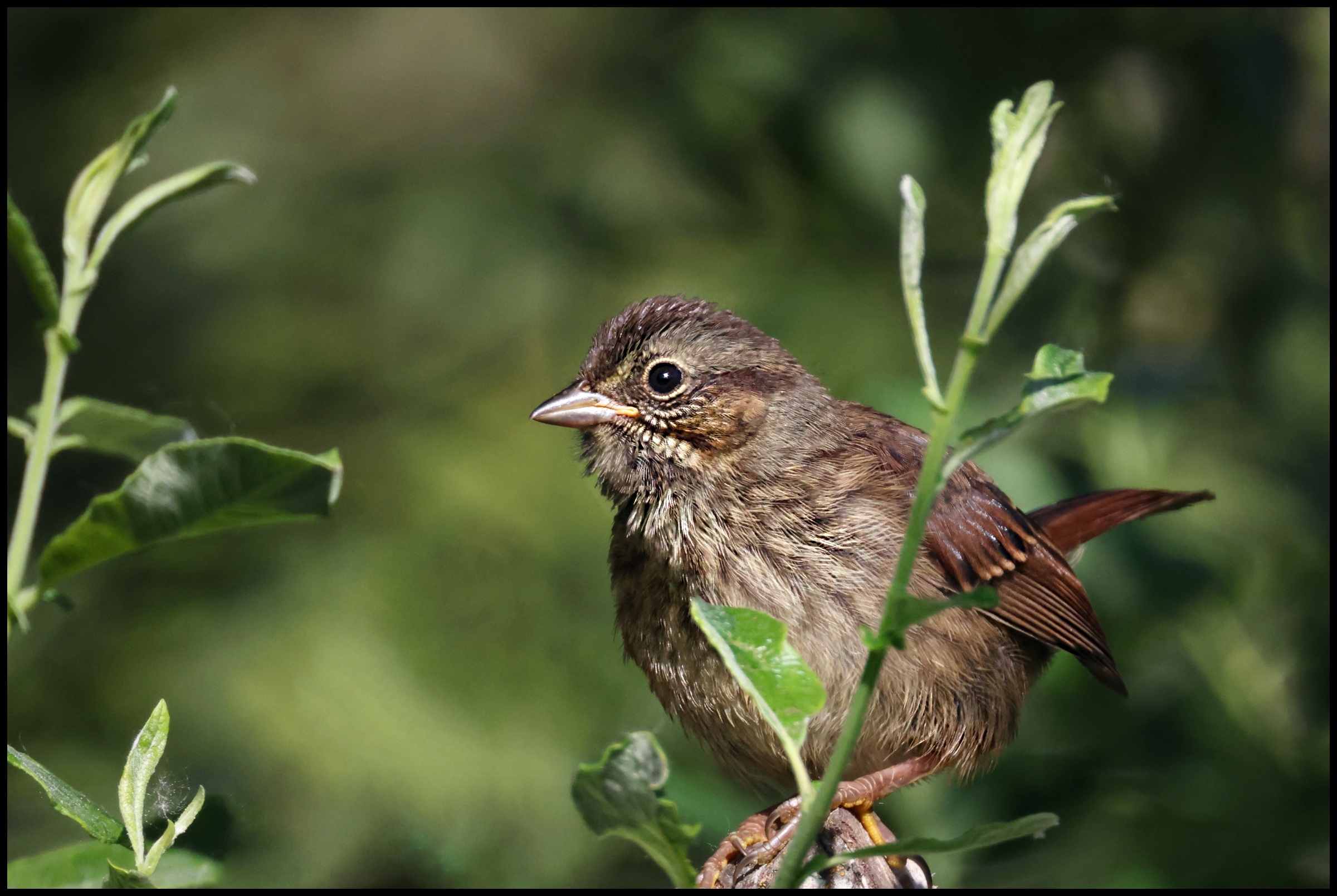 Swamp Sparrow