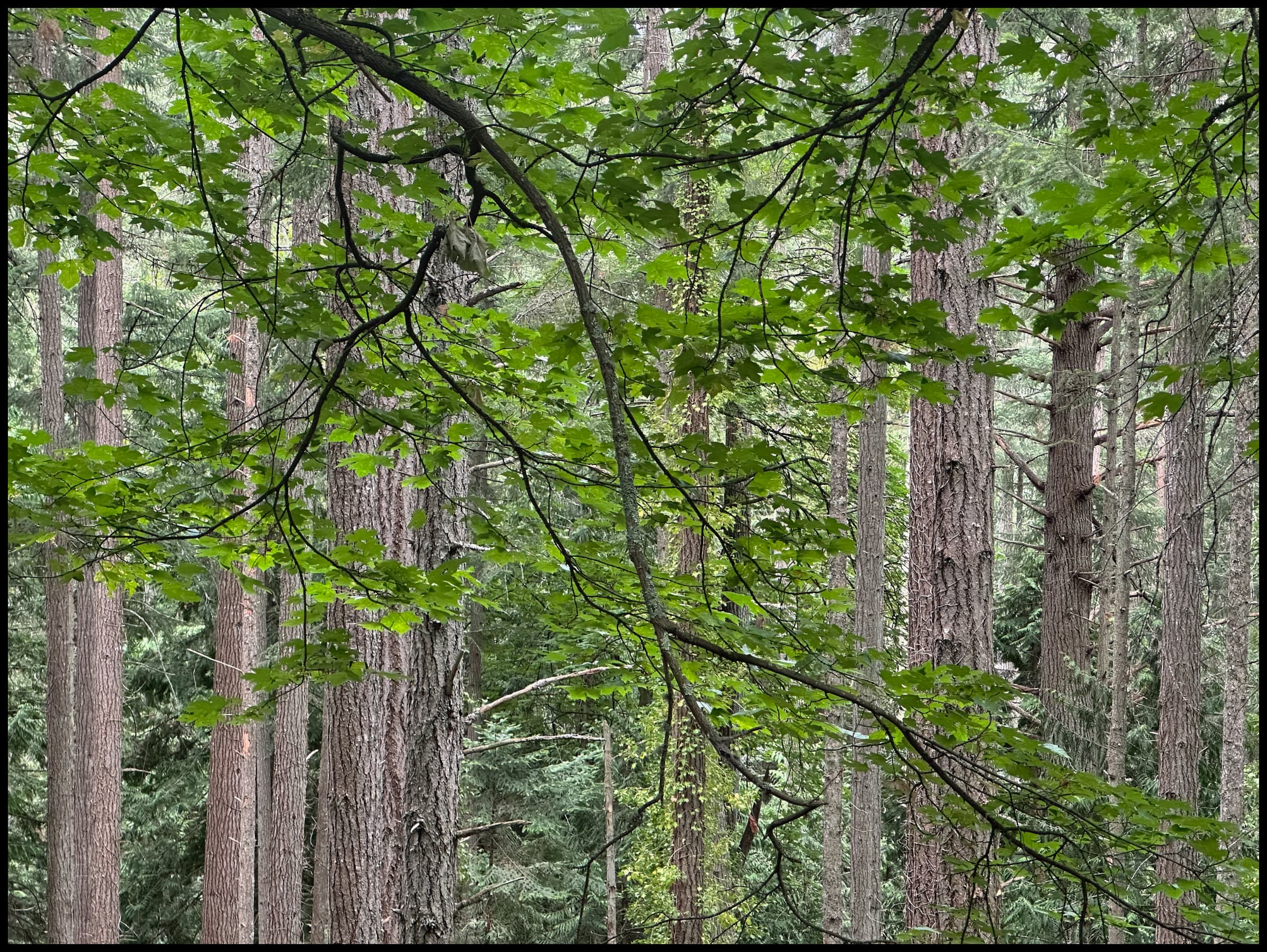 Trail View