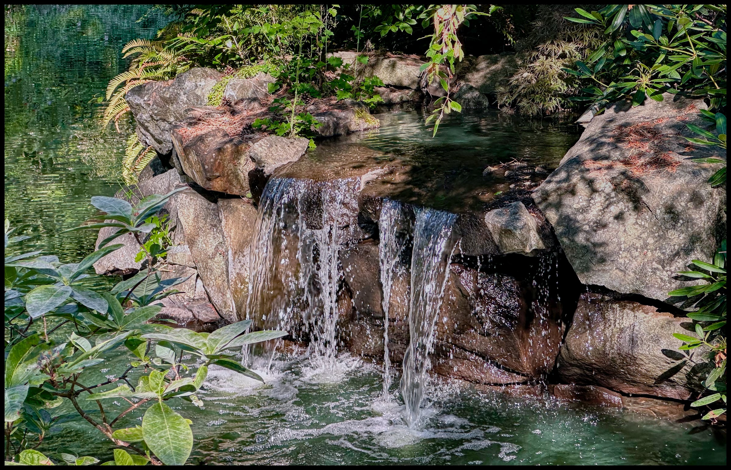 Pondwood