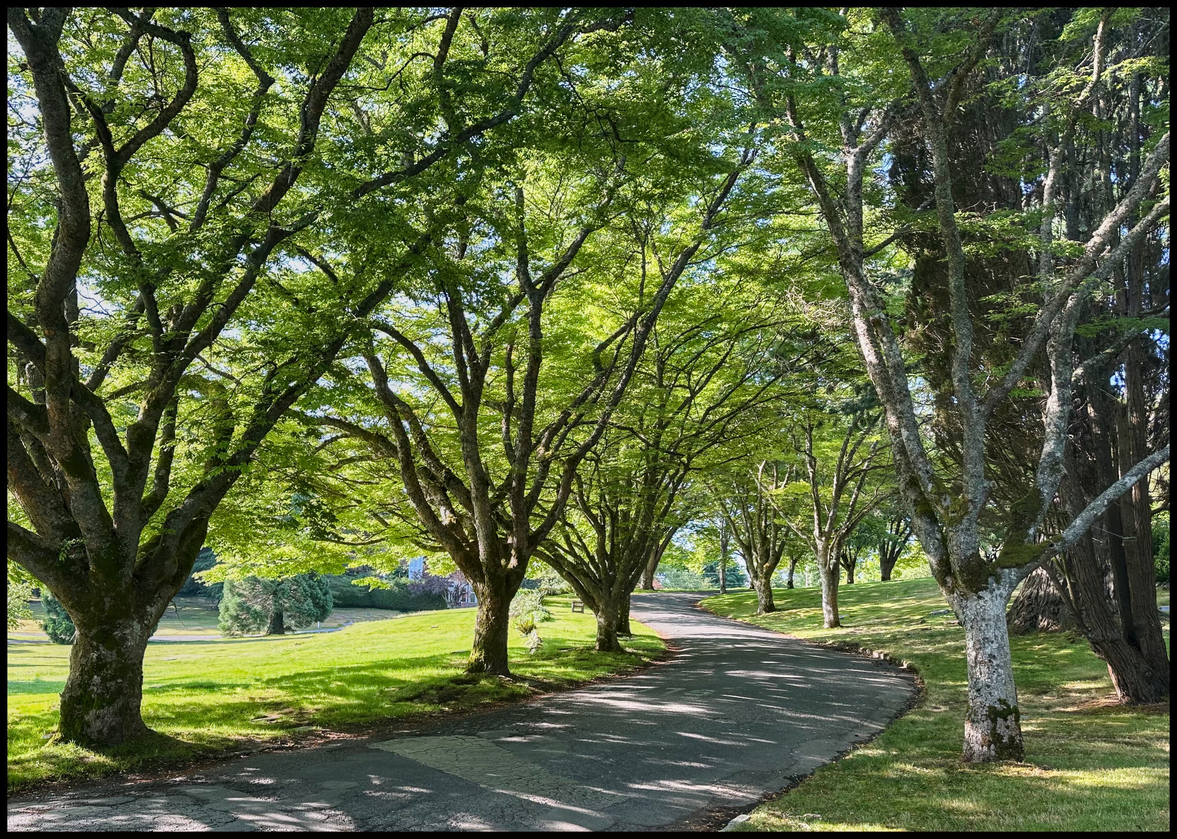 Tree Lane