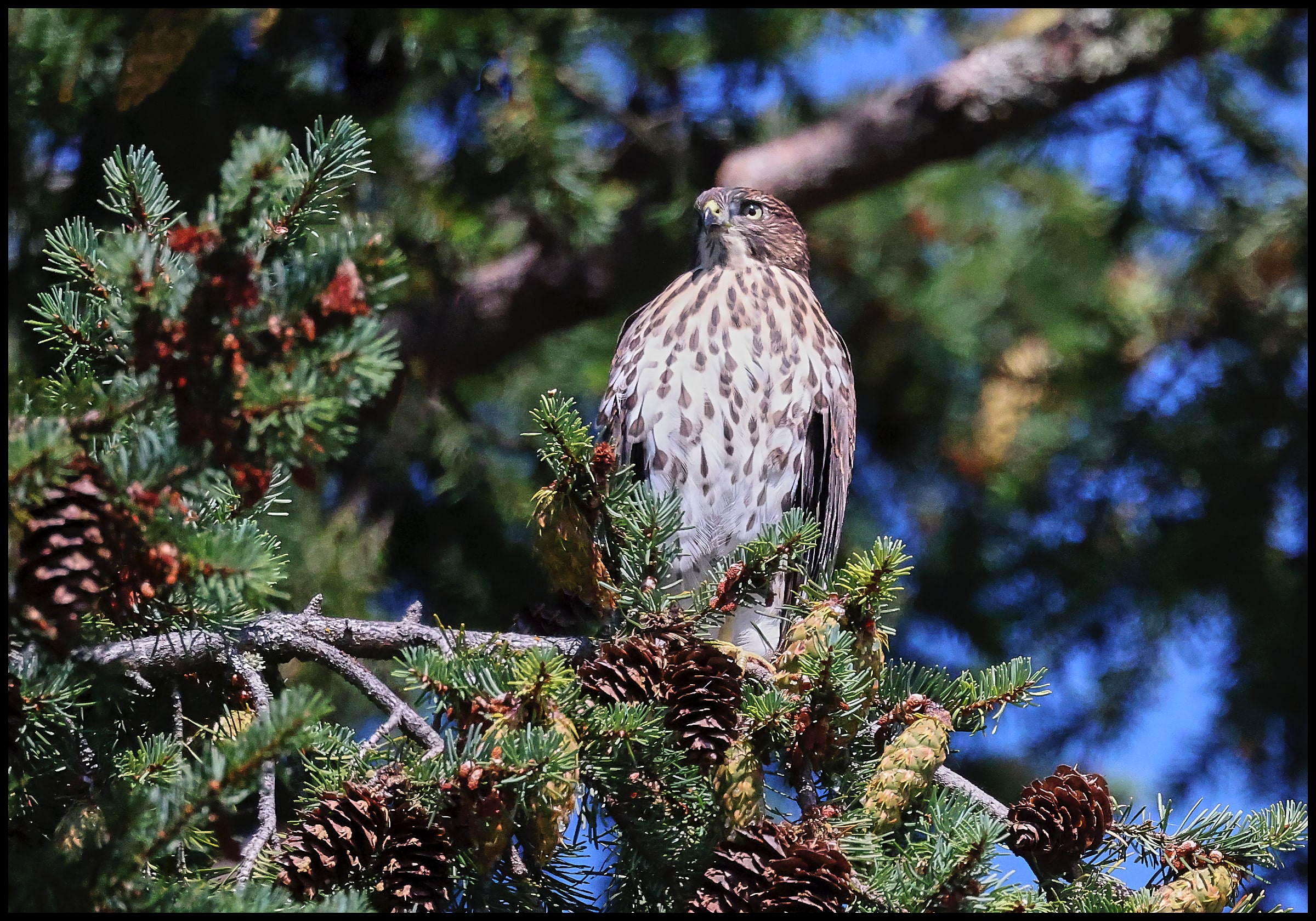 Cooper’s Hawk