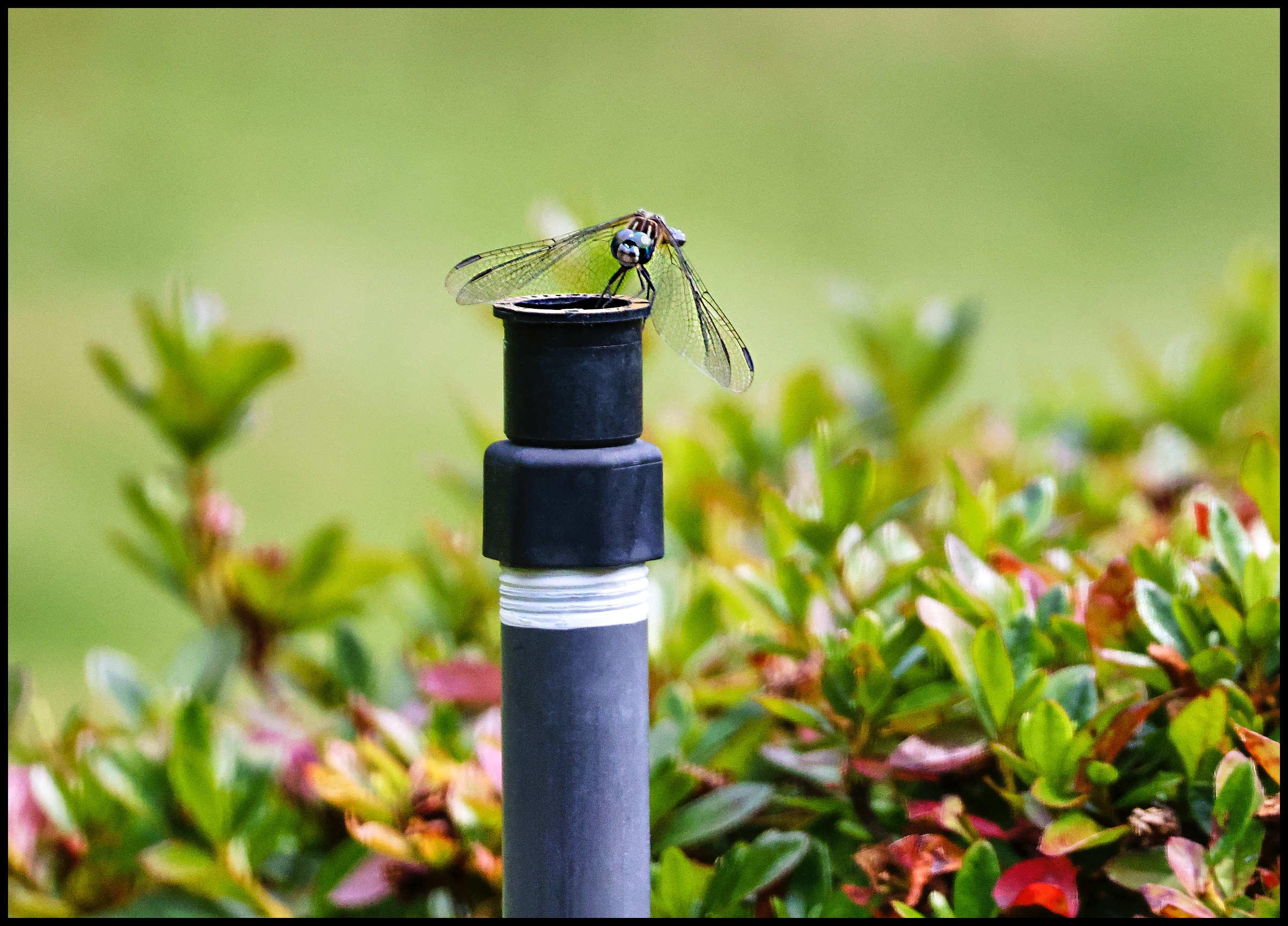 Dragonfly