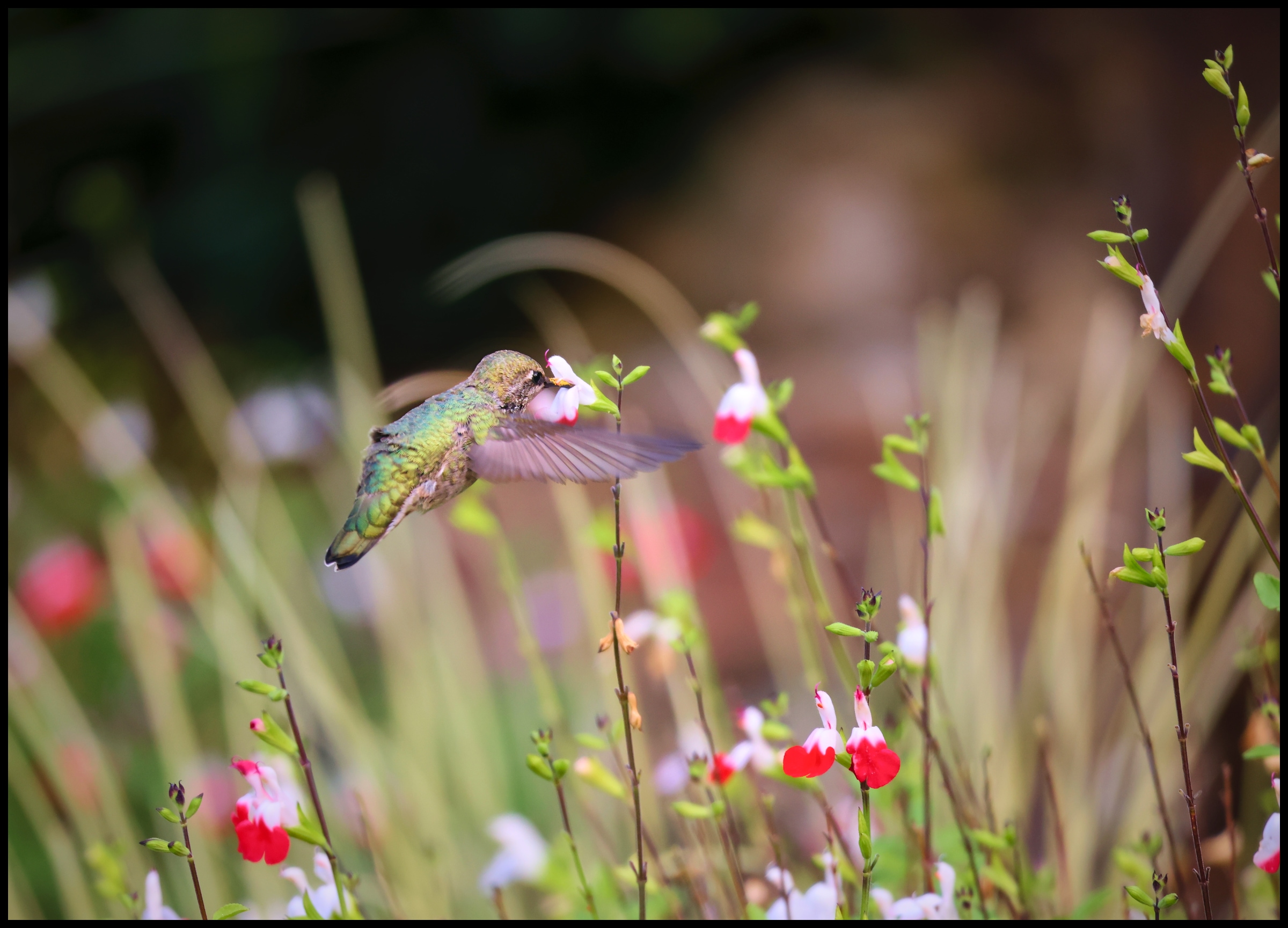 Hummingbird