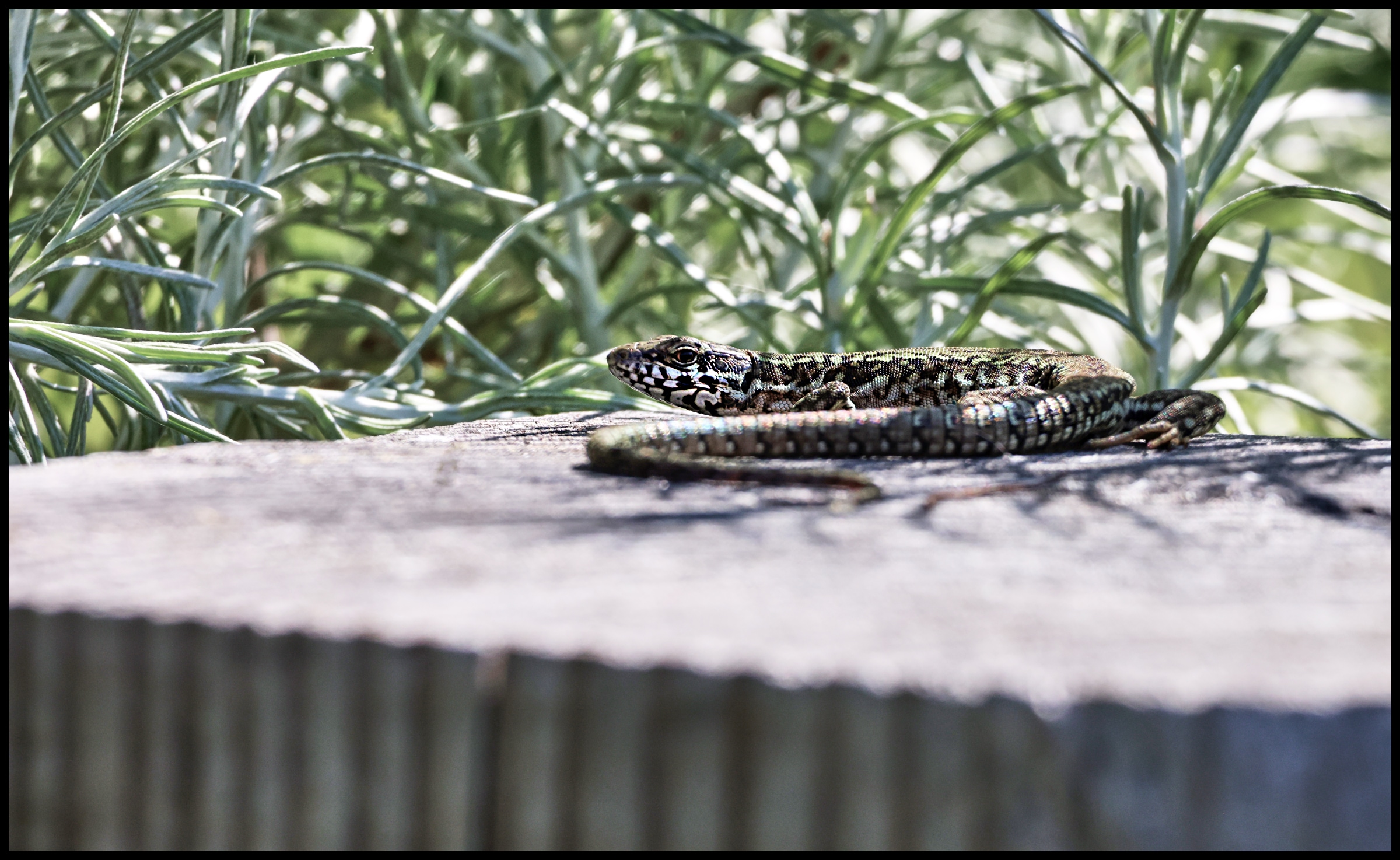 August Visitor