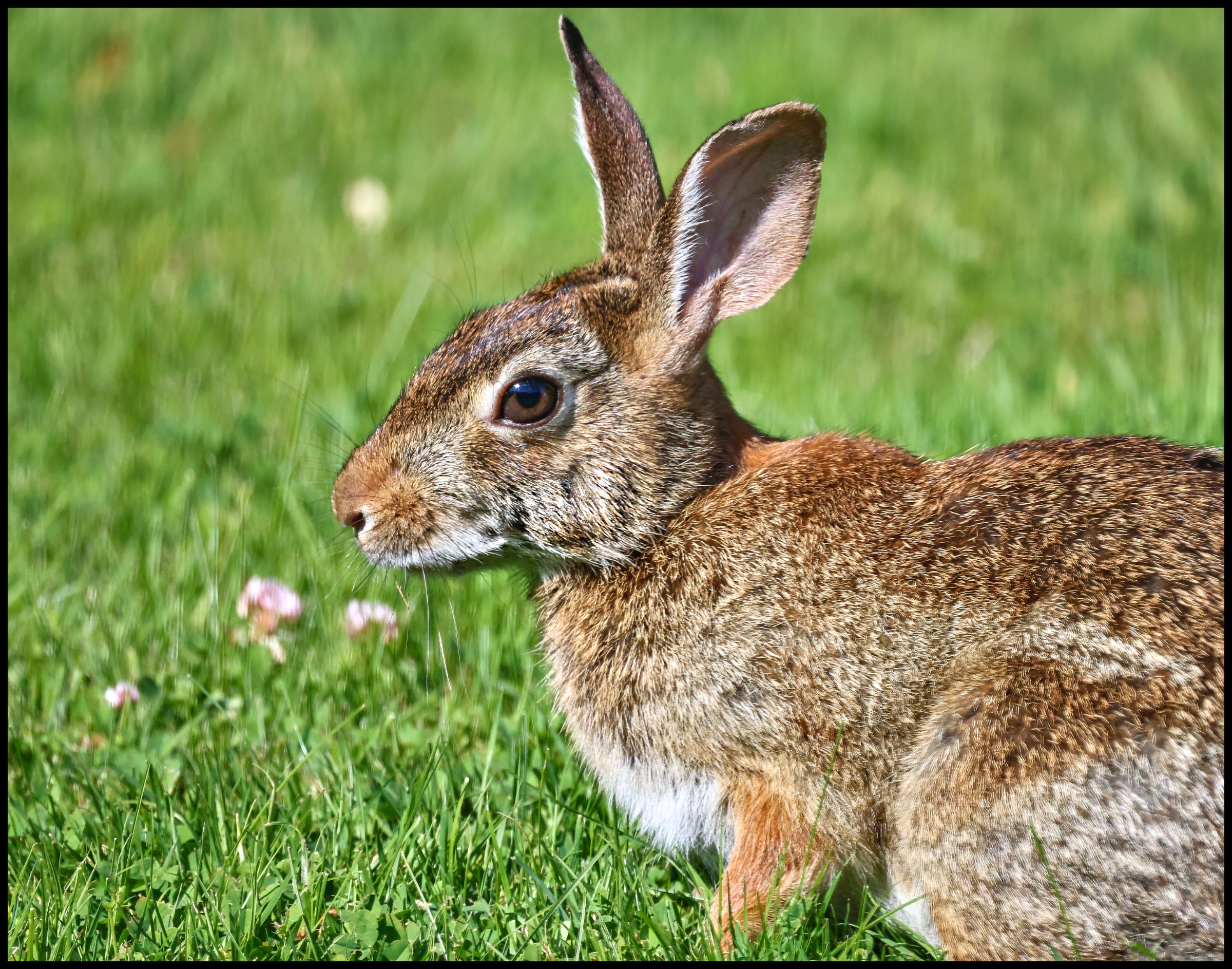 Lawn Rabbit