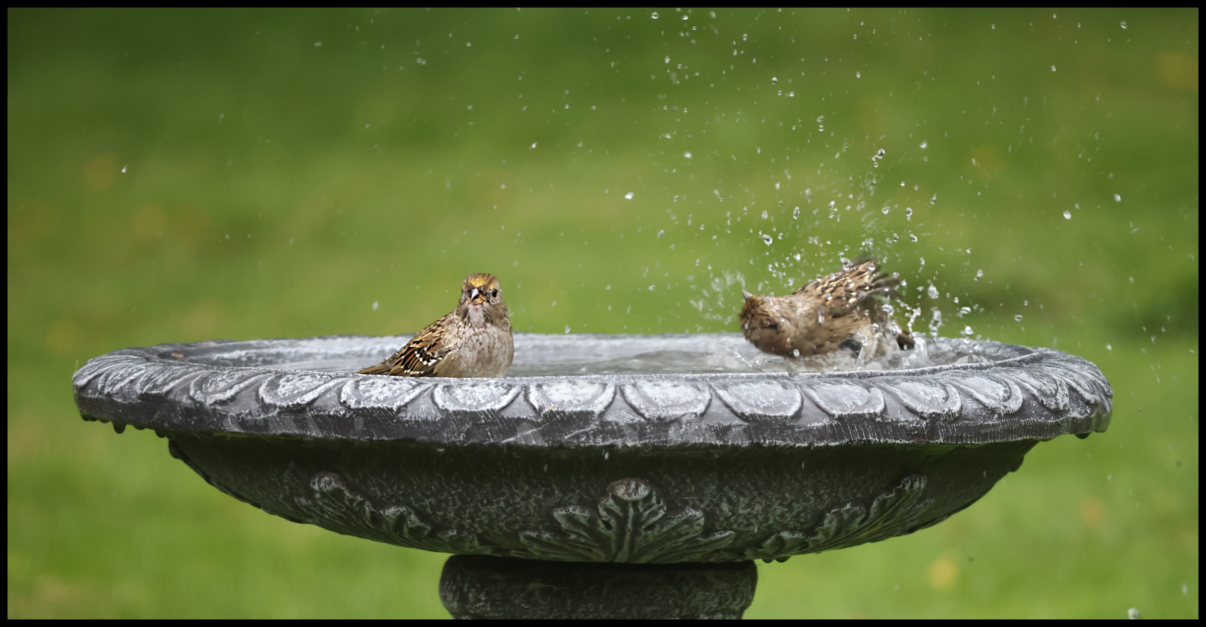 Sparrow Splash