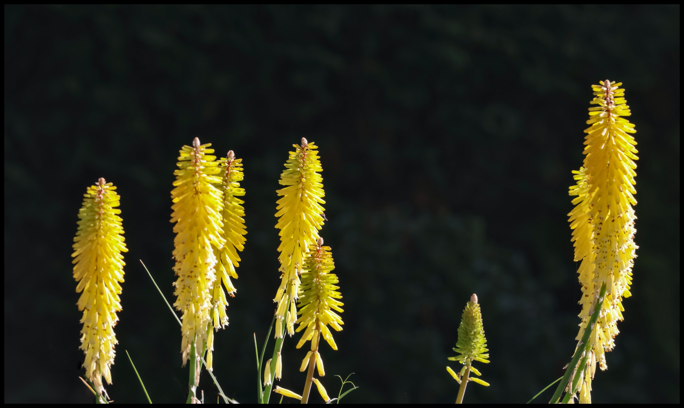 Garden Light