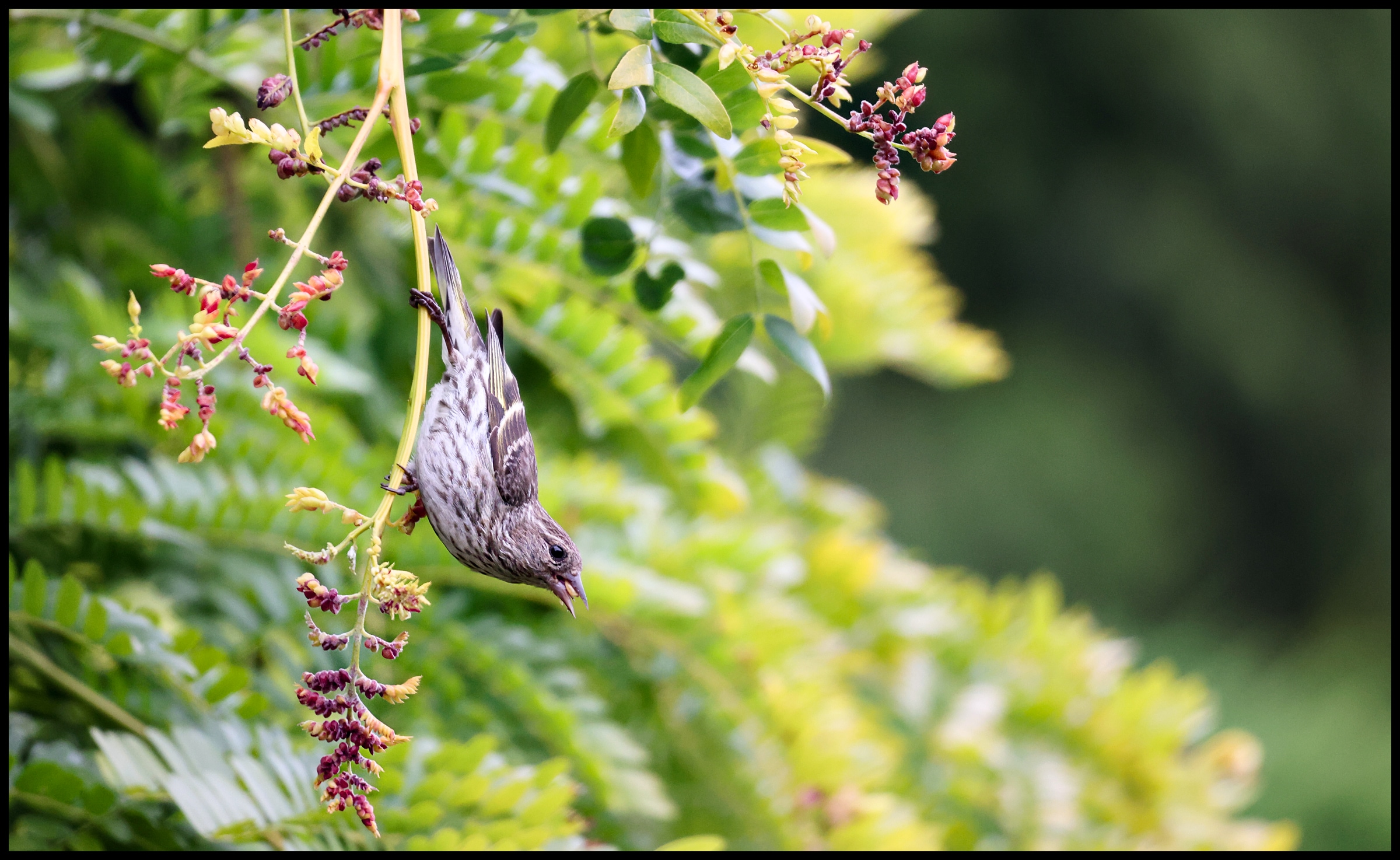 Pine-Siskin