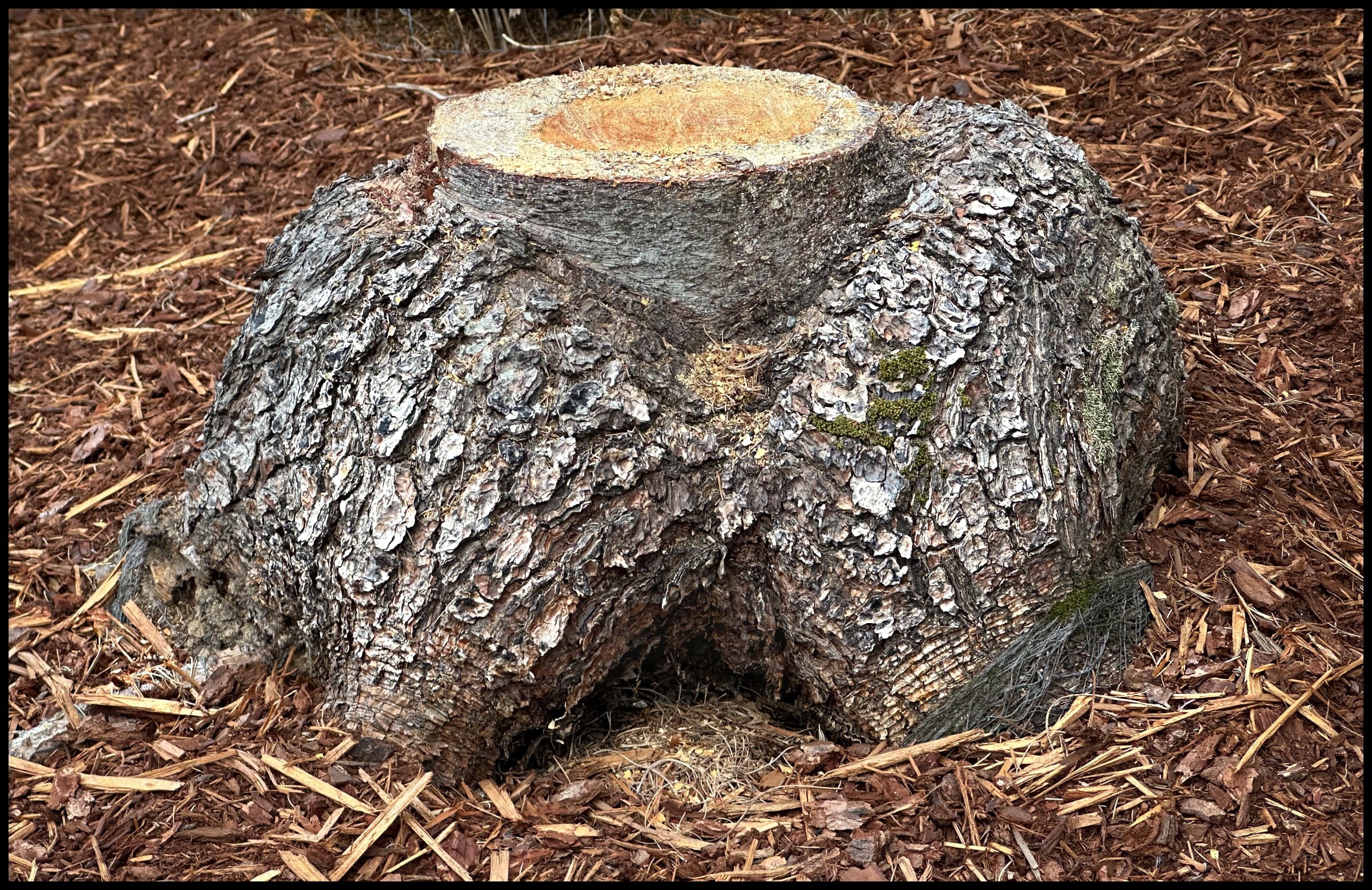 Stumped