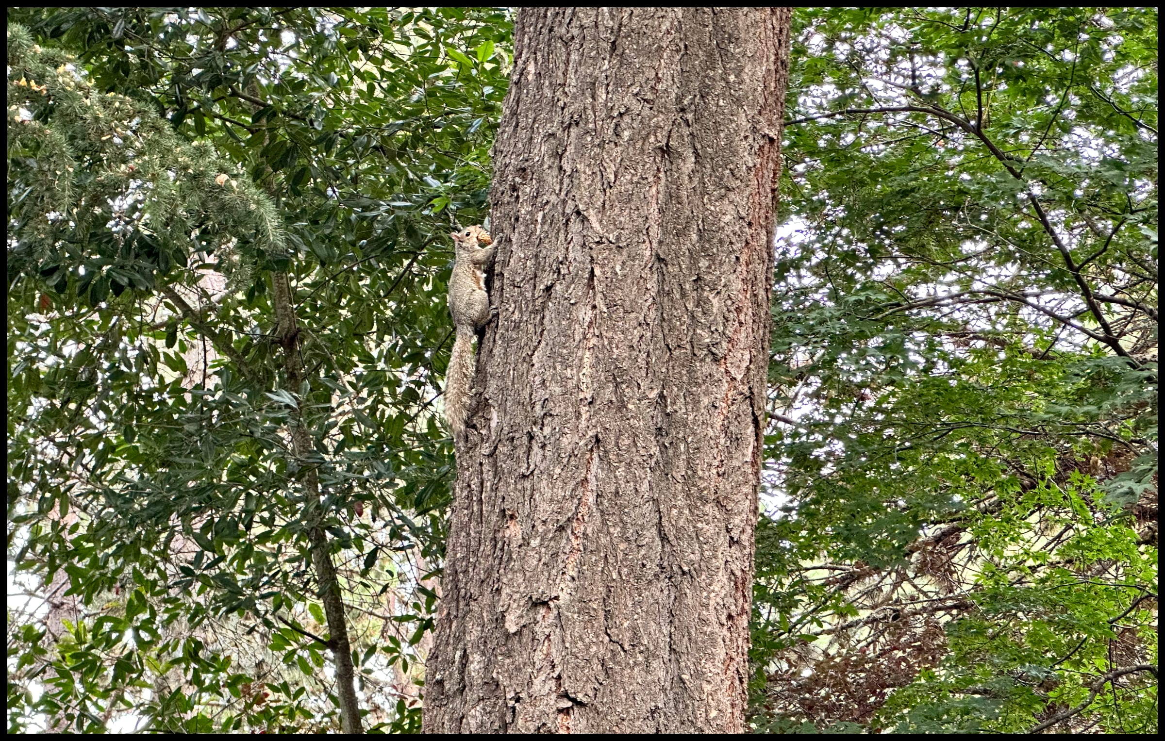Climber