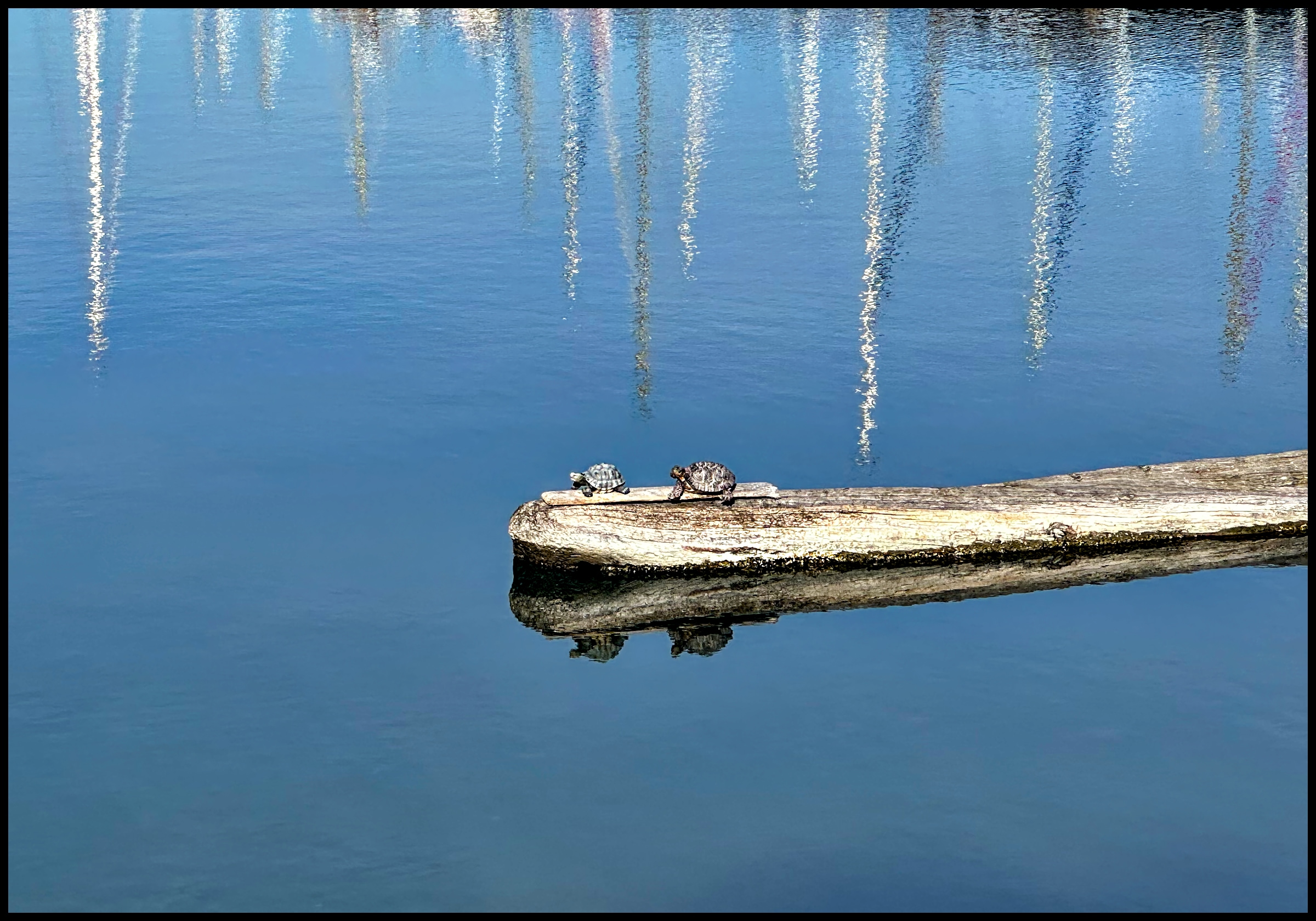 Turtles